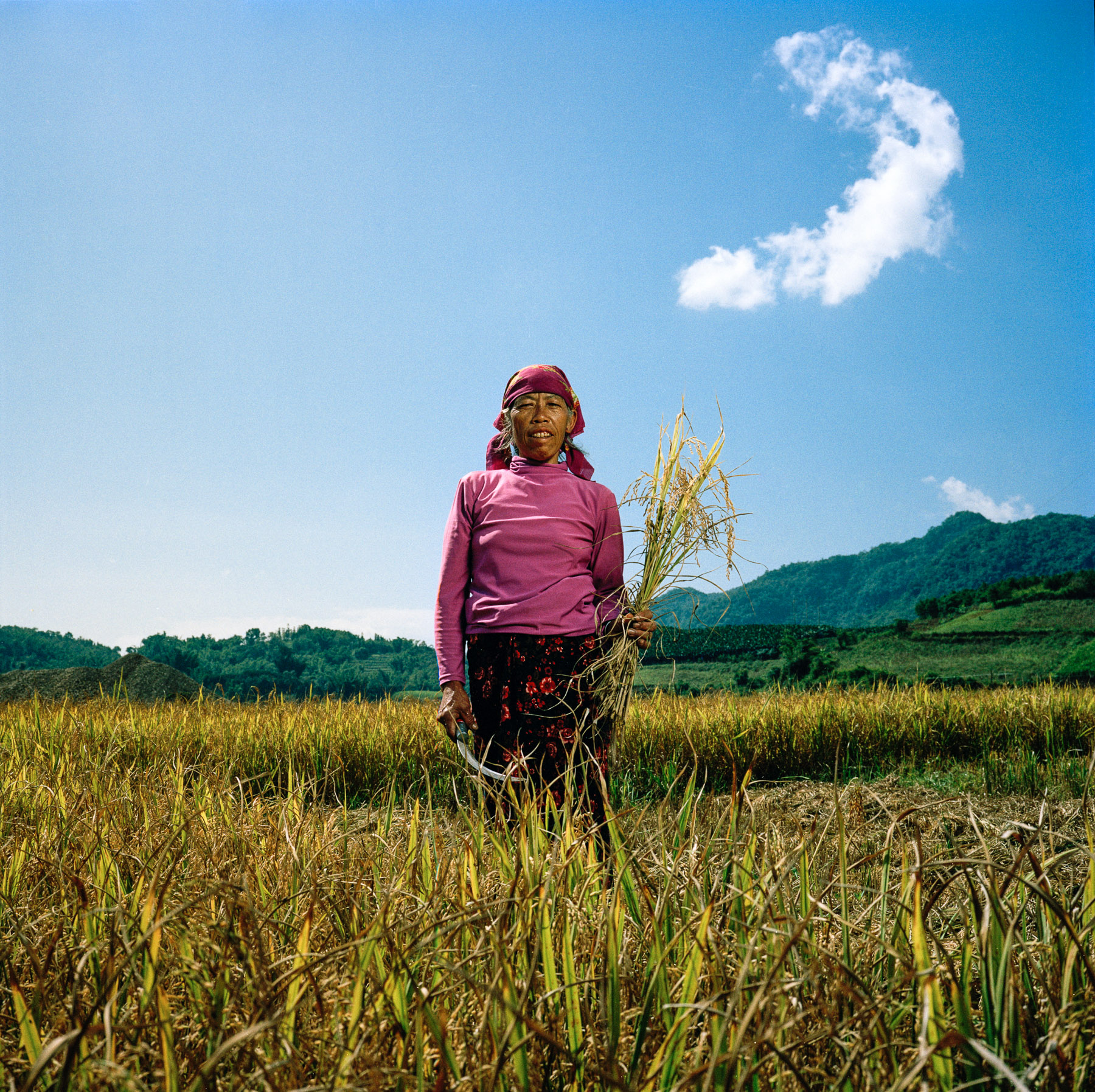  China, Yunnan province. Southern region of Xishuangbanna. Li Na Gen (Chinese name) is a 58-year old farmer of the Lahu minority. She was harvesting barley with her family when we found her. 