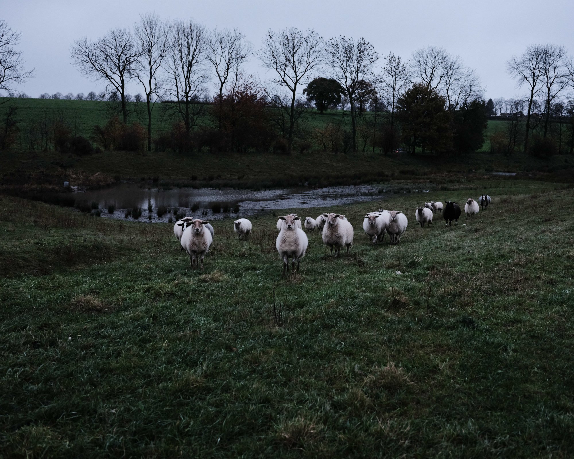  Sheep can strengthen biodiversity by eating specific plants, allowing room for different species. The herd itself also forms an ecological connection because small bugs, spores and seeds are transported through the fur. Epe, Netherlands. 