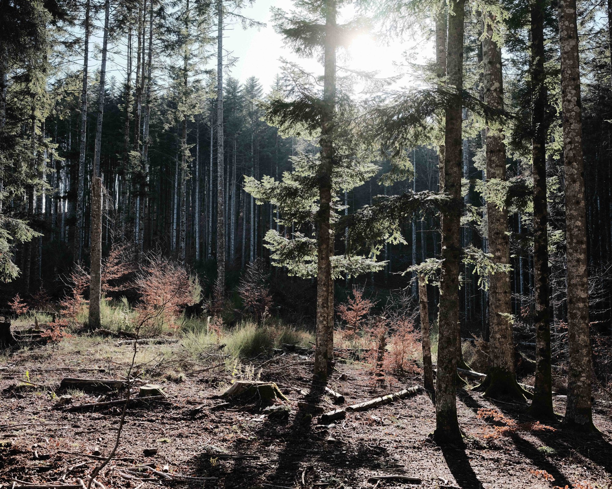  Originally this forest did not have pine trees. When woodcutting stopped, the conifers fell by storm, creating the opportunity for deciduous trees to grow back and making theforest more biodiverse. Vallombrosa, Italy. 