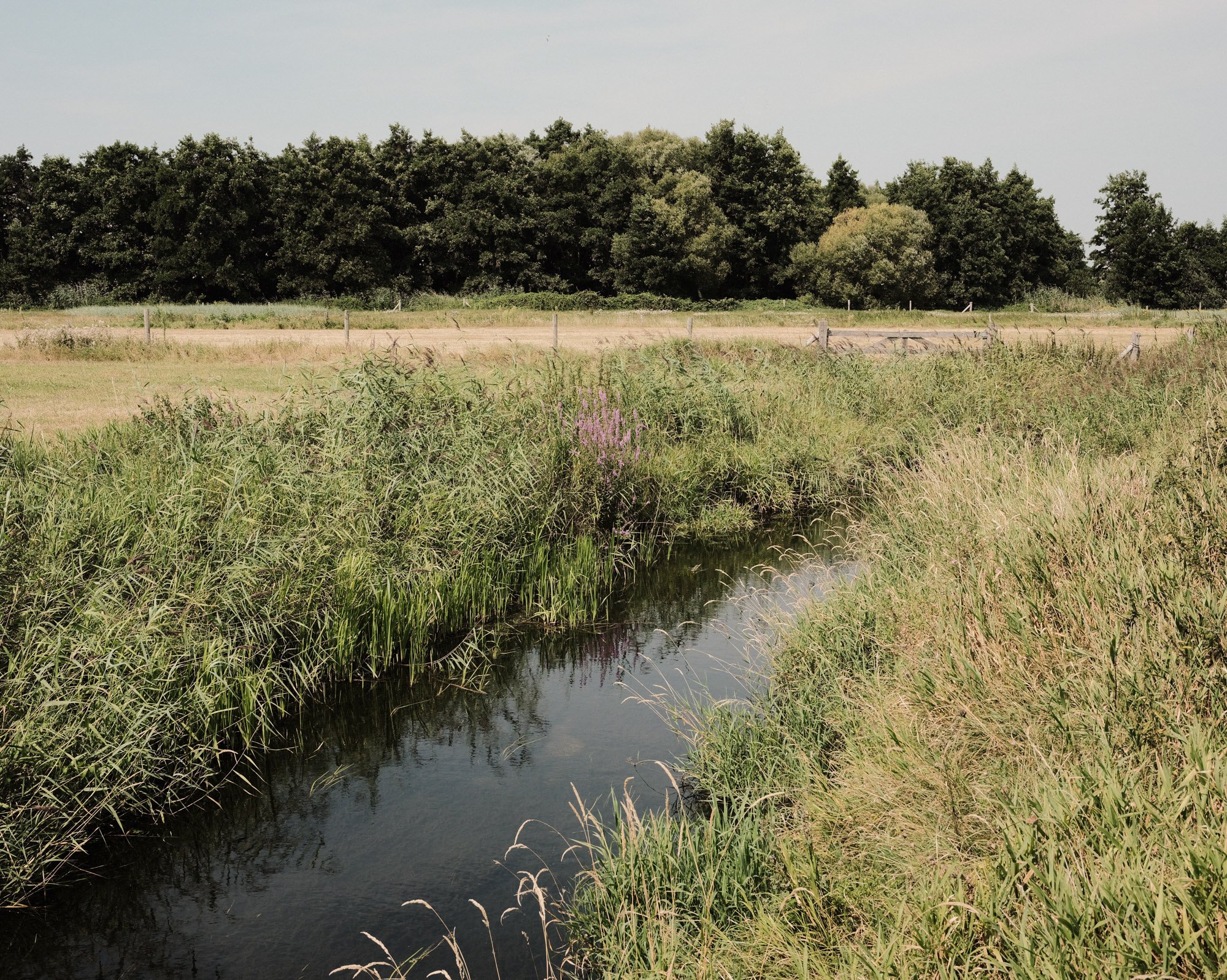 This stream was used by red deers to cross from one nature reserve to another. By doing so, rejuvinating an original plan of connecting two territories for animals, although this plan was later cancelled. The story of this deers crossing was controv