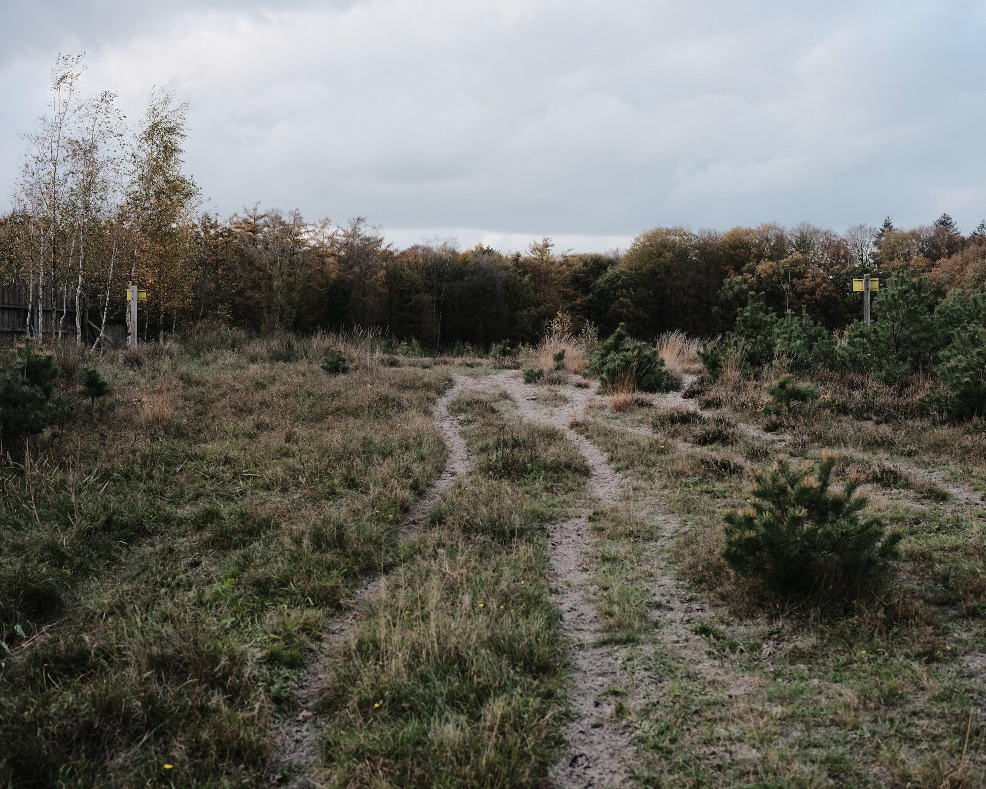  Deer trails on the ecoduct Hulshorst. A28, Netherlands.  