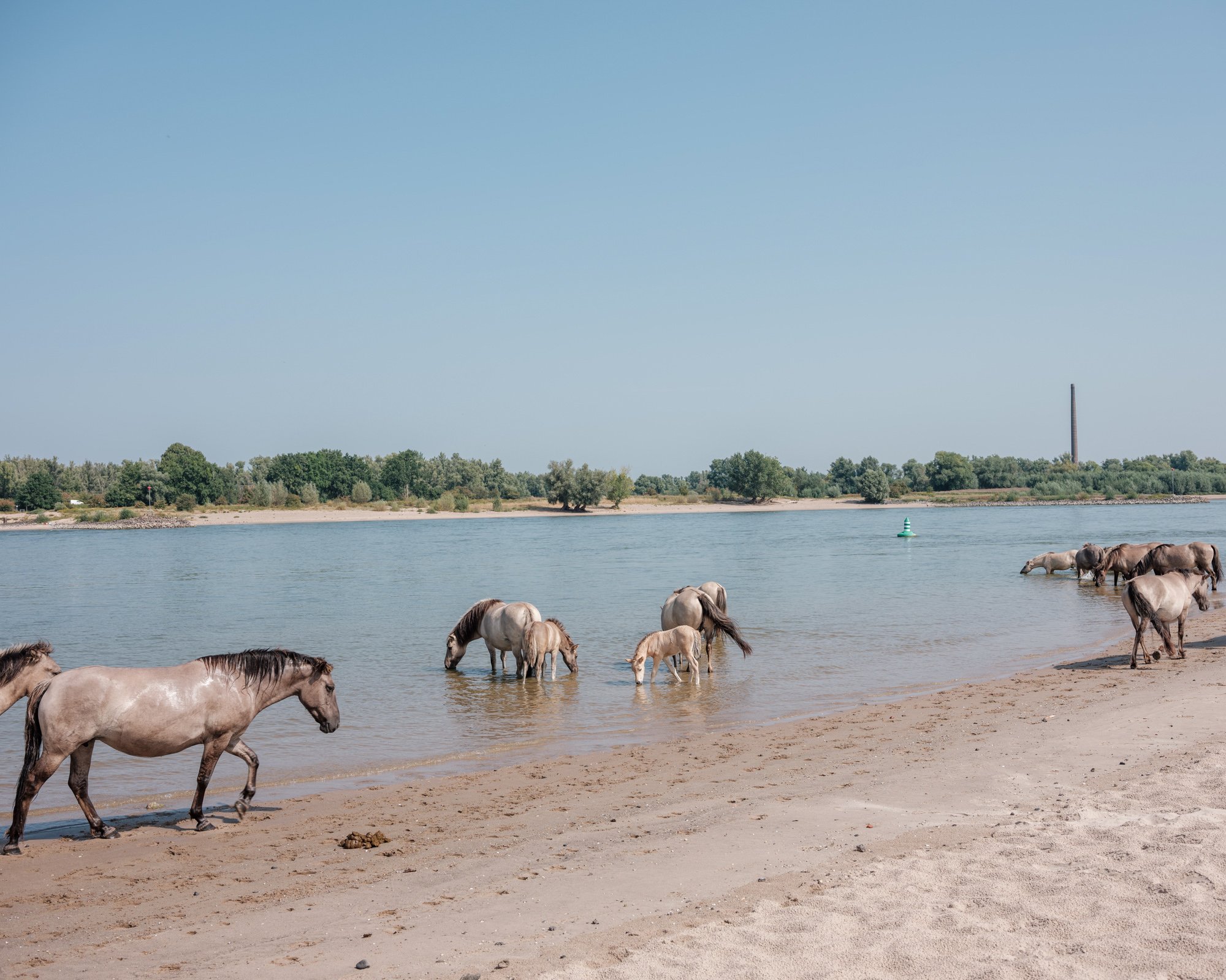  Semi-wild horses at the Waal river. This part of the river has been restorated to its natural course so that it can flood and flow freely. Nijmegen, Netherlands.  