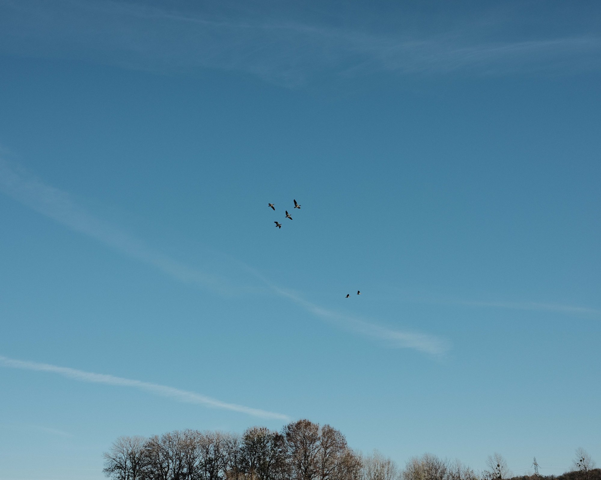  Migratory birds. Especially migratory birds need specific resting places to make their travels. Grensmaas, Netherlands.  