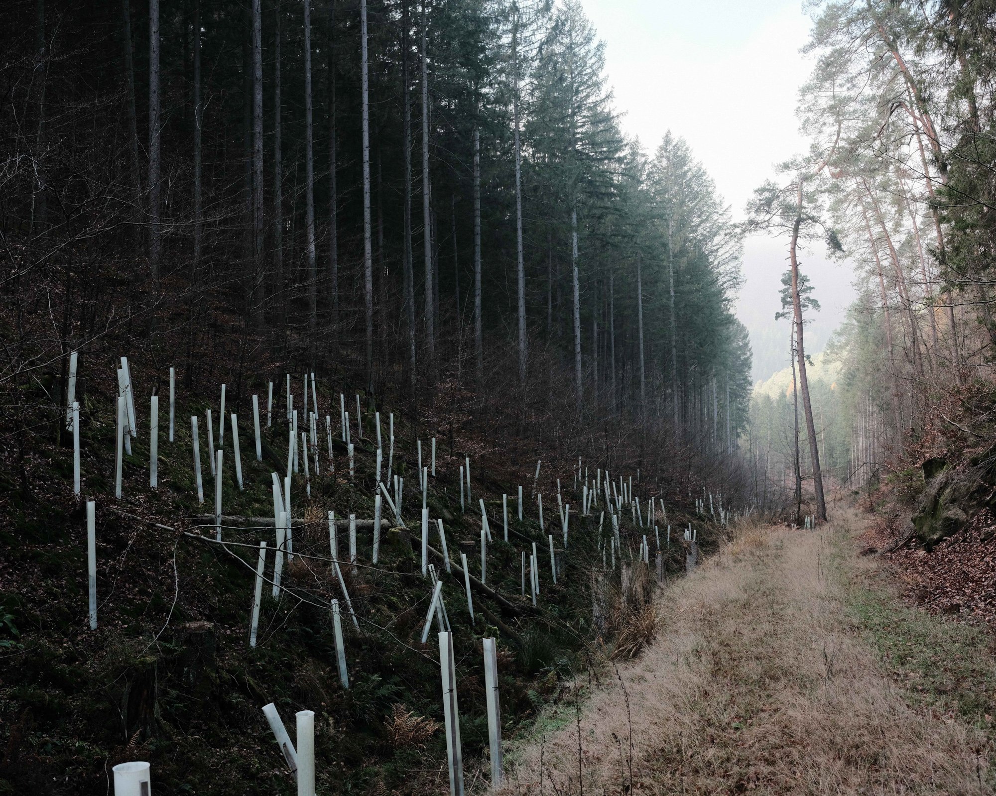  Forest plantation to diversify the forest and lessening the number of pine trees. In turn creating ecocorridors between France and Germany. Palatinate forest, Germany. 