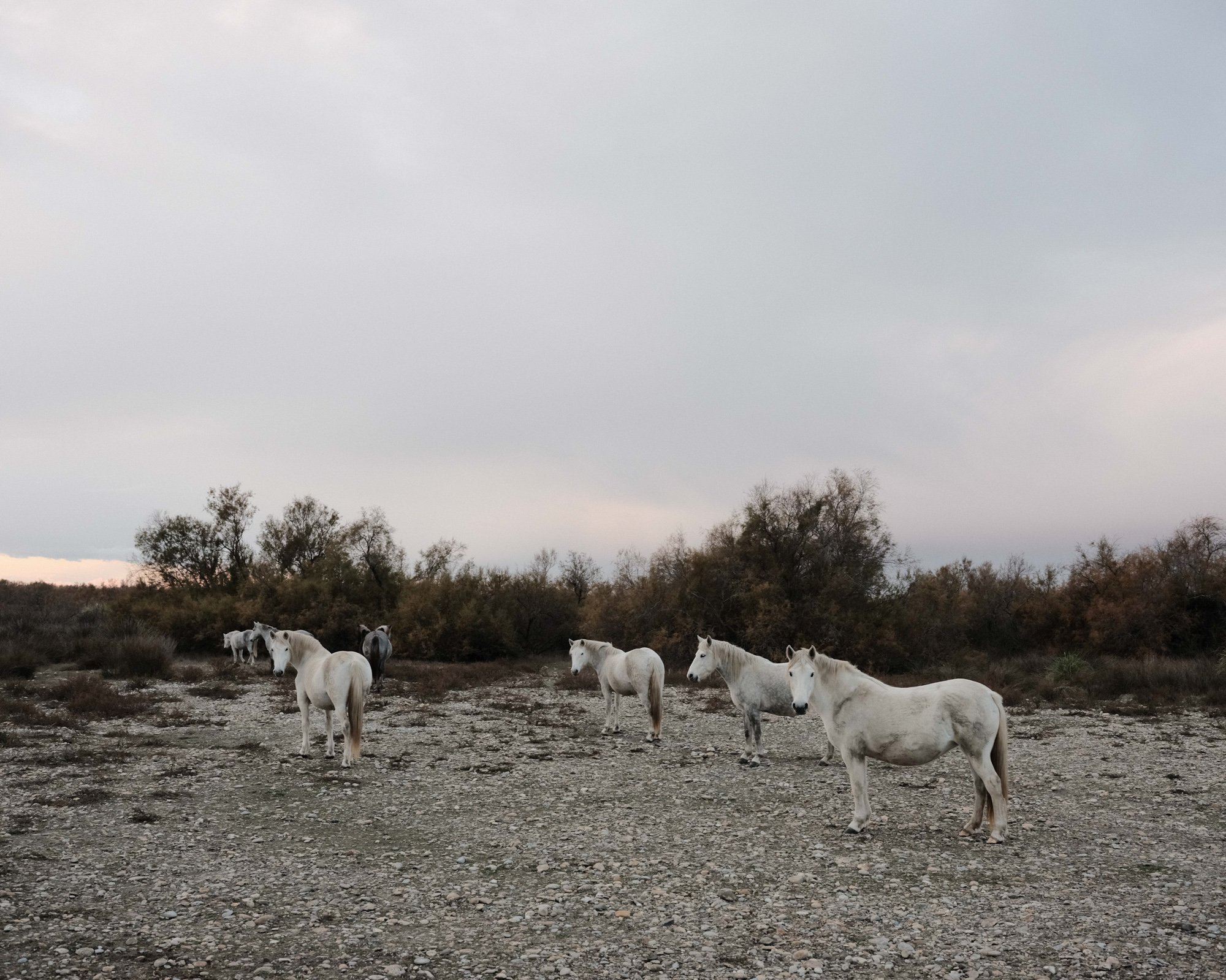  Camargue horses. (semi) wild horses are a natural way of managing and diversifying land due to their grazing and trail patterns. Camargue, France. 