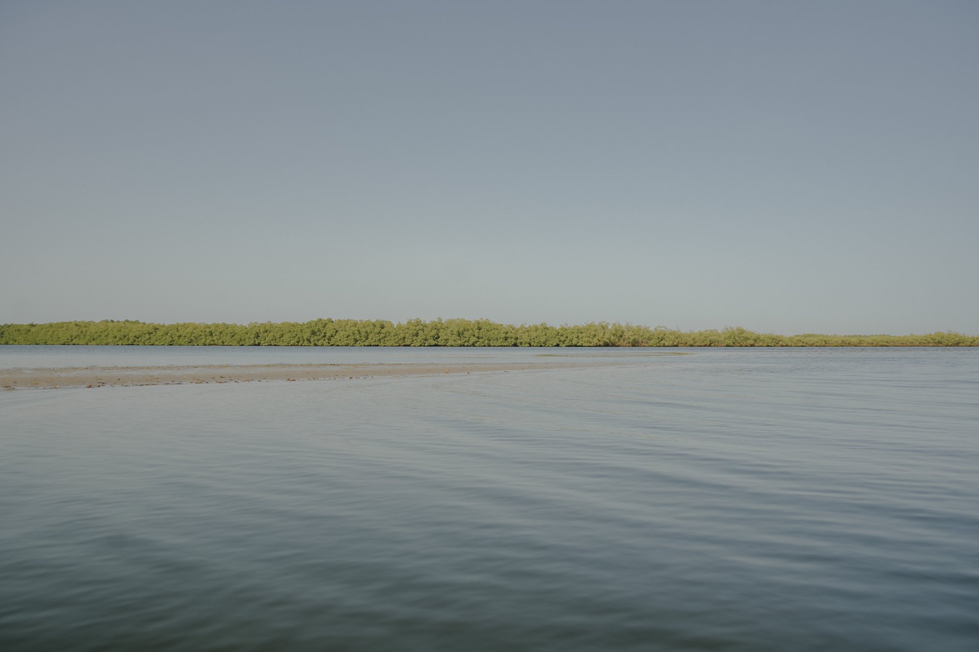 BY THE MANGROVES