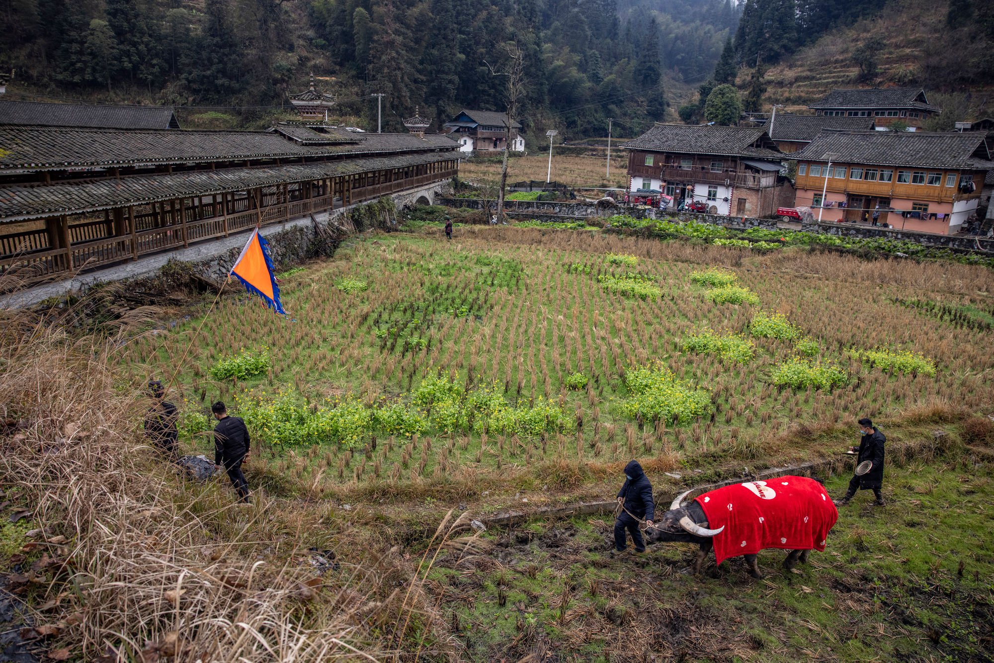  The procession with the buffalo returning to its home village, passing the Wind and Rain Bridge in the Wangdong village, Guizhou, China. 