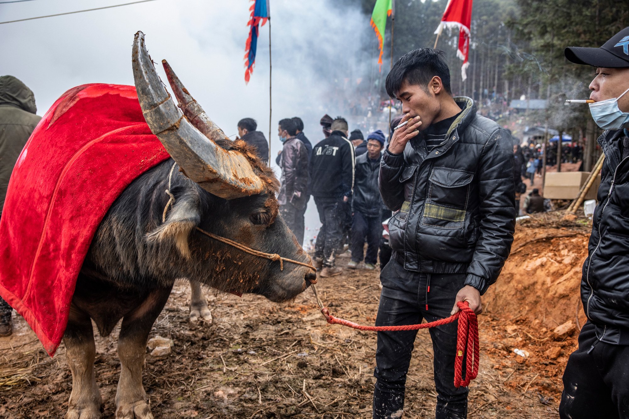  Buffalo handler with his buffalo getting ready to return to the home village after the match. The buffalo is wearing a blanket to keep him warm on a cold day in January. Wangdong village, Guizhou, China. 
