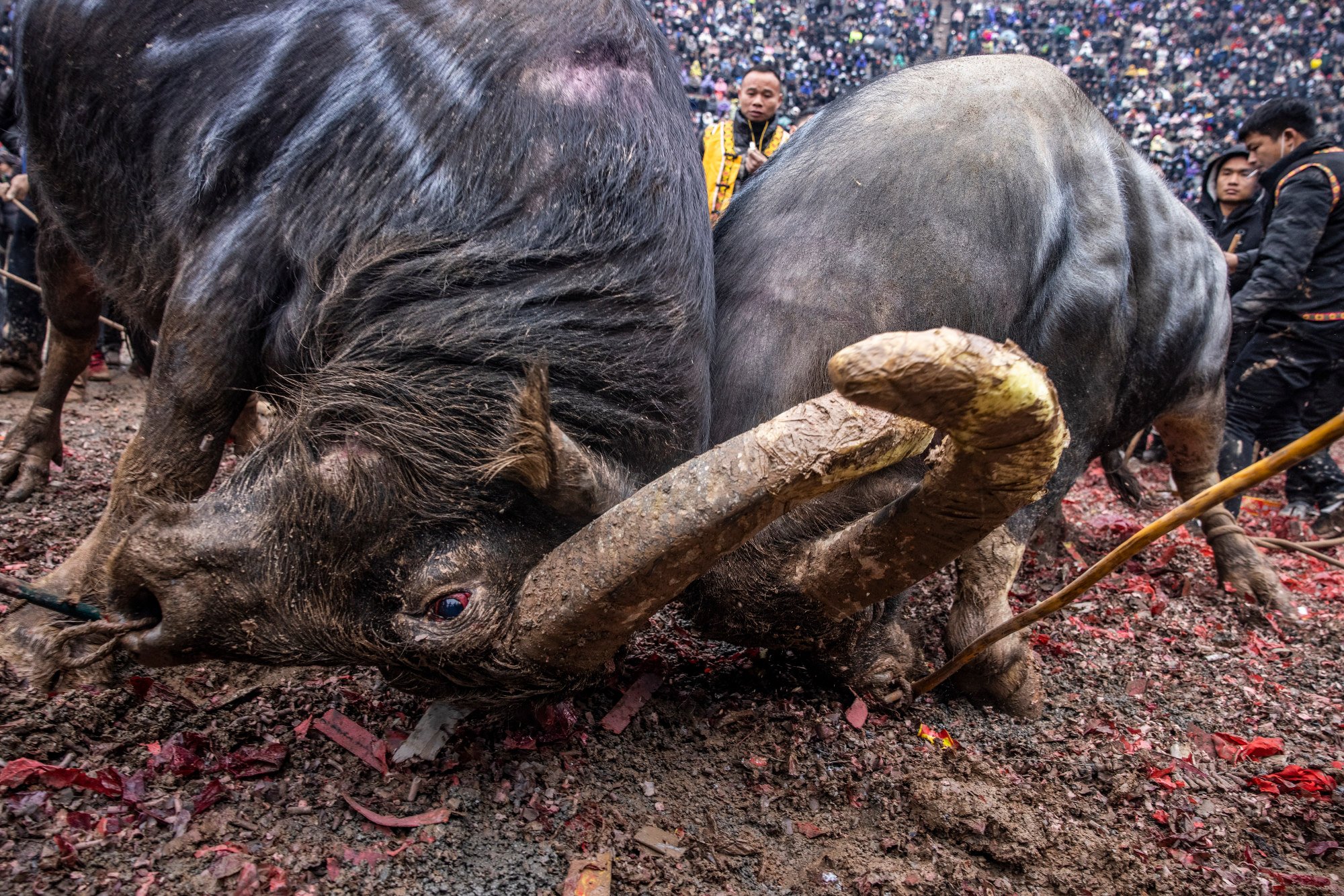  Two buffalos locks horns together during the fight. Each bout usually lasts less than a minute, a winner is declared if his opponent runs away. If neither bull runs away after six minutes, the fight is declared a draw and both bulls advance to the n