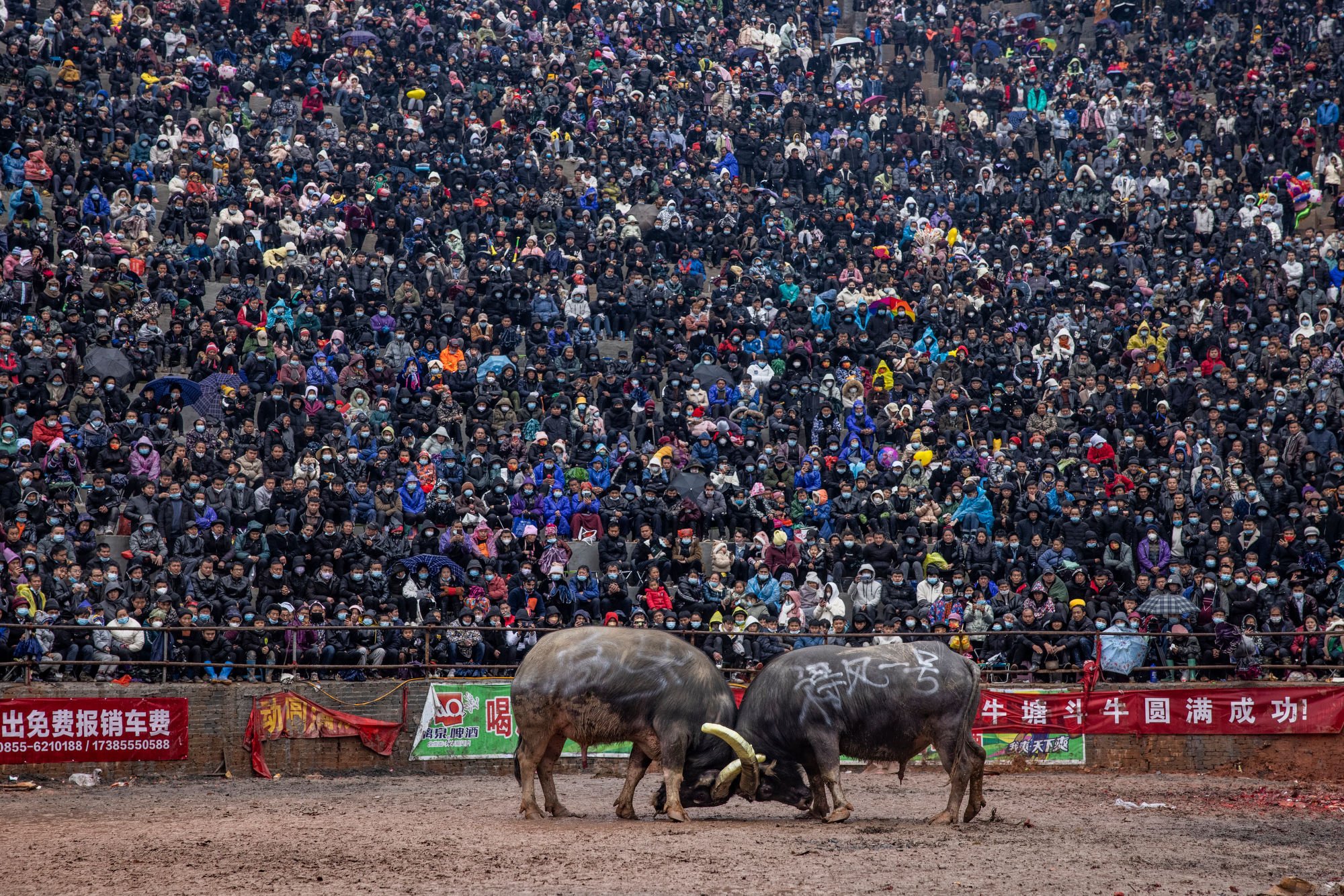  Two buffalos locked together during the match. The winner is decided when his opponent runs away. If neither buffalo submits, then a draw is declared. The majority of fights finish without any injuries and some finish even without contact, as they h