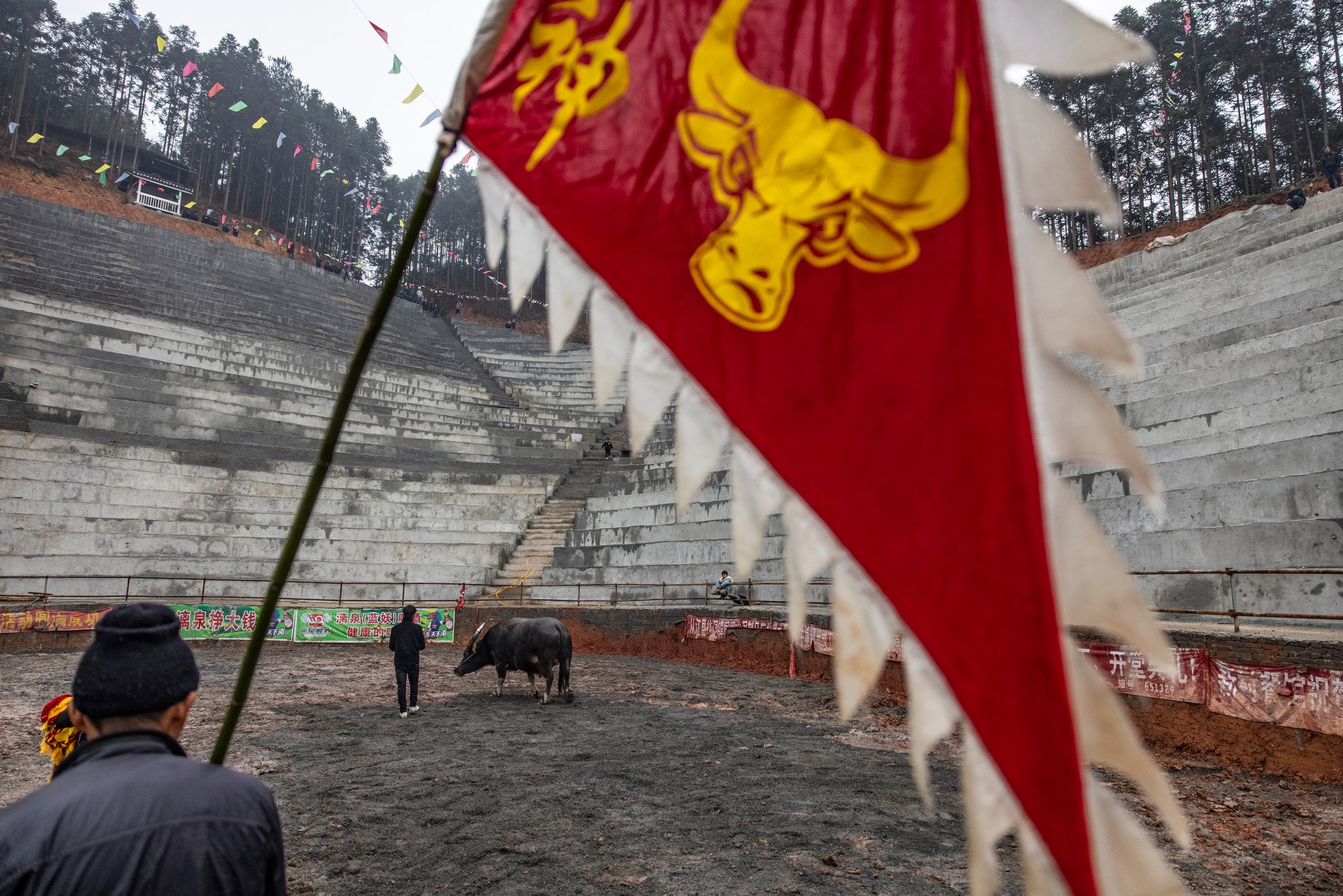  A Buffalo checks out the arena in Wangdong village a day before the fight. The entrance ceremony of the bullfight is called "stepping ground". Wangdong village, Guizhou, China. 