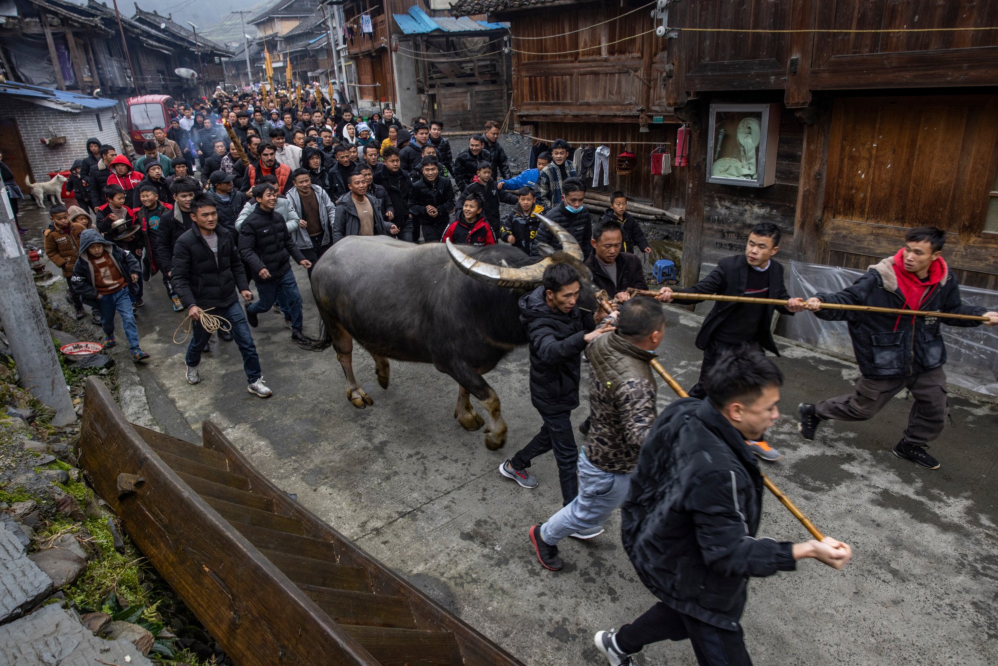  The villagers accompany the buffalo to the arena, where it will attend the first fight of the year. Zhengying village in Guizhou, China. 