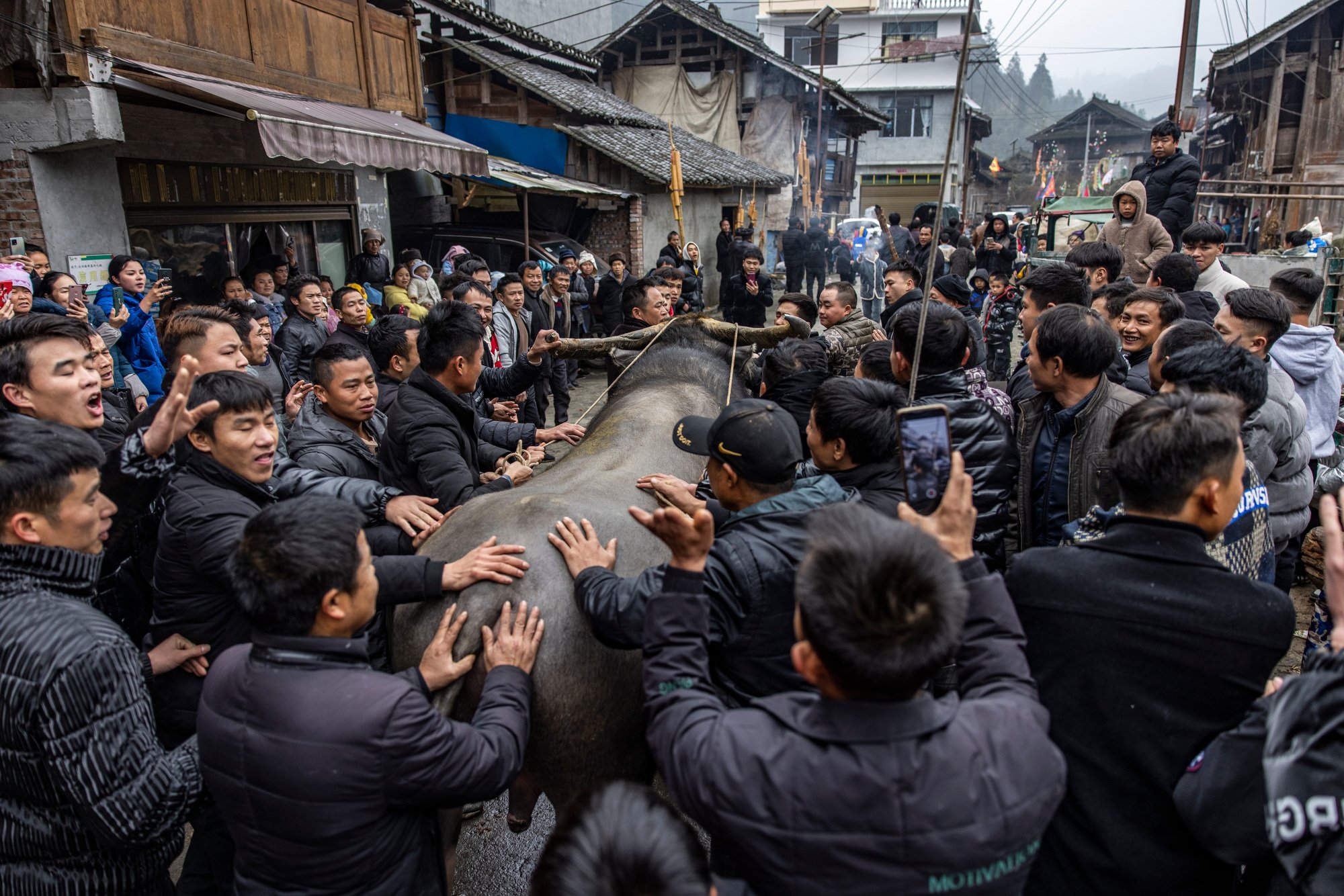  The men in the village accompany the buffalo to the arena, where it will attend the first buffalo fight of the year. Zhengying village in Guizhou, China. 