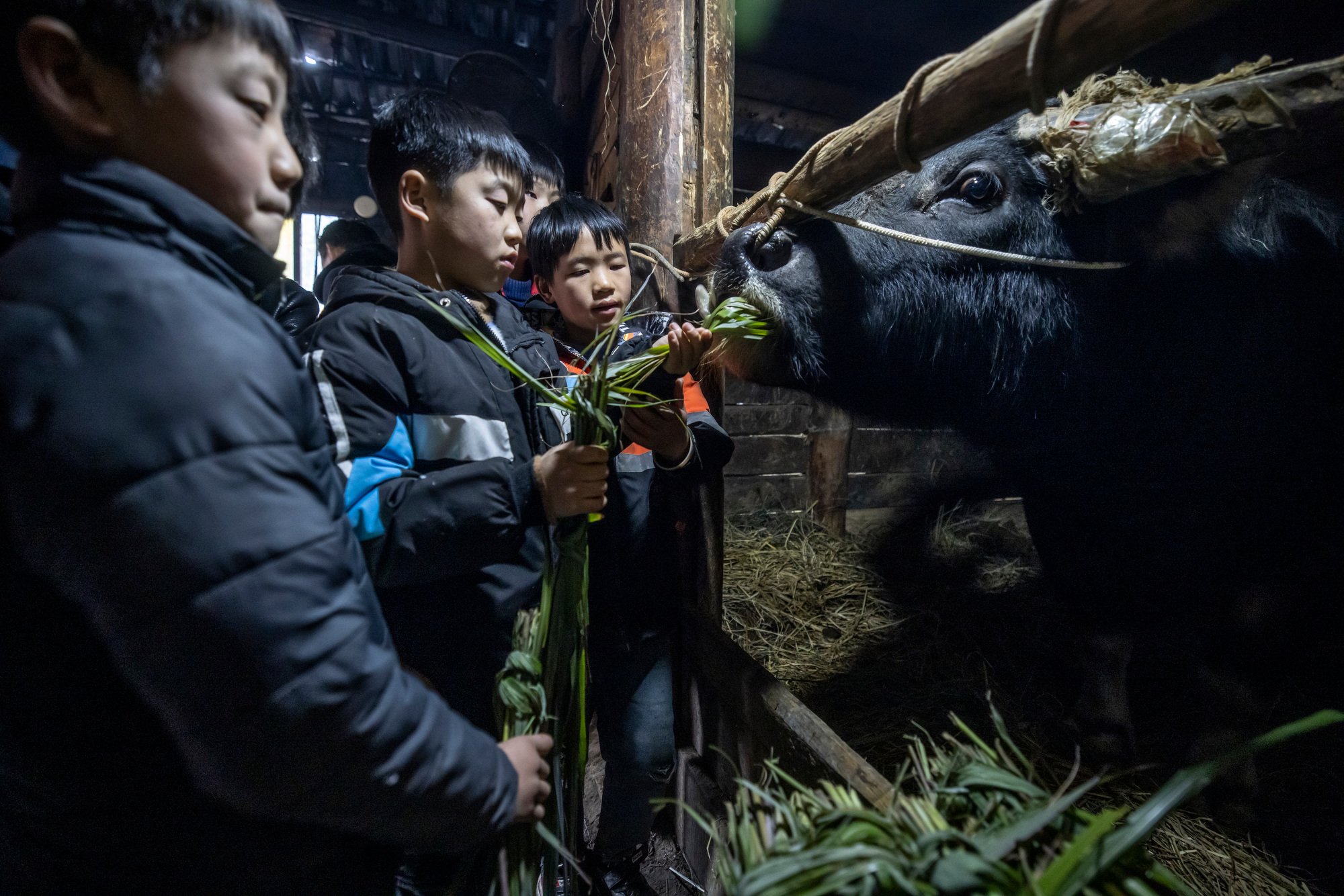  Kids feeding the buffalo before the buffalo fight in the Qiandongnan village in Guizhou, China. 