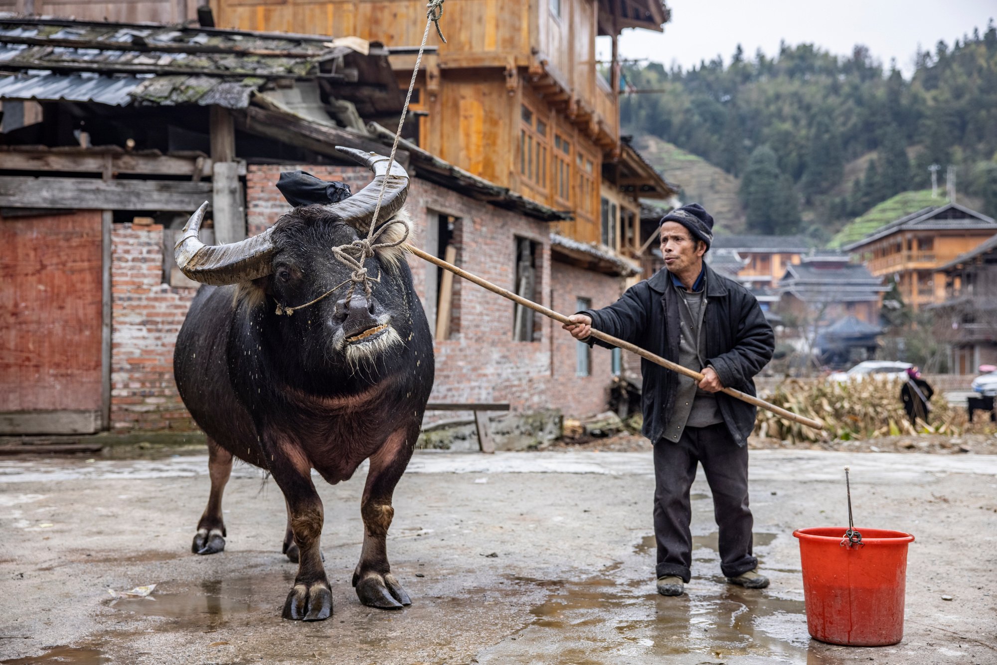  A farmer washes the village's buffalo in the Huanggang village in Guizhou, China. 