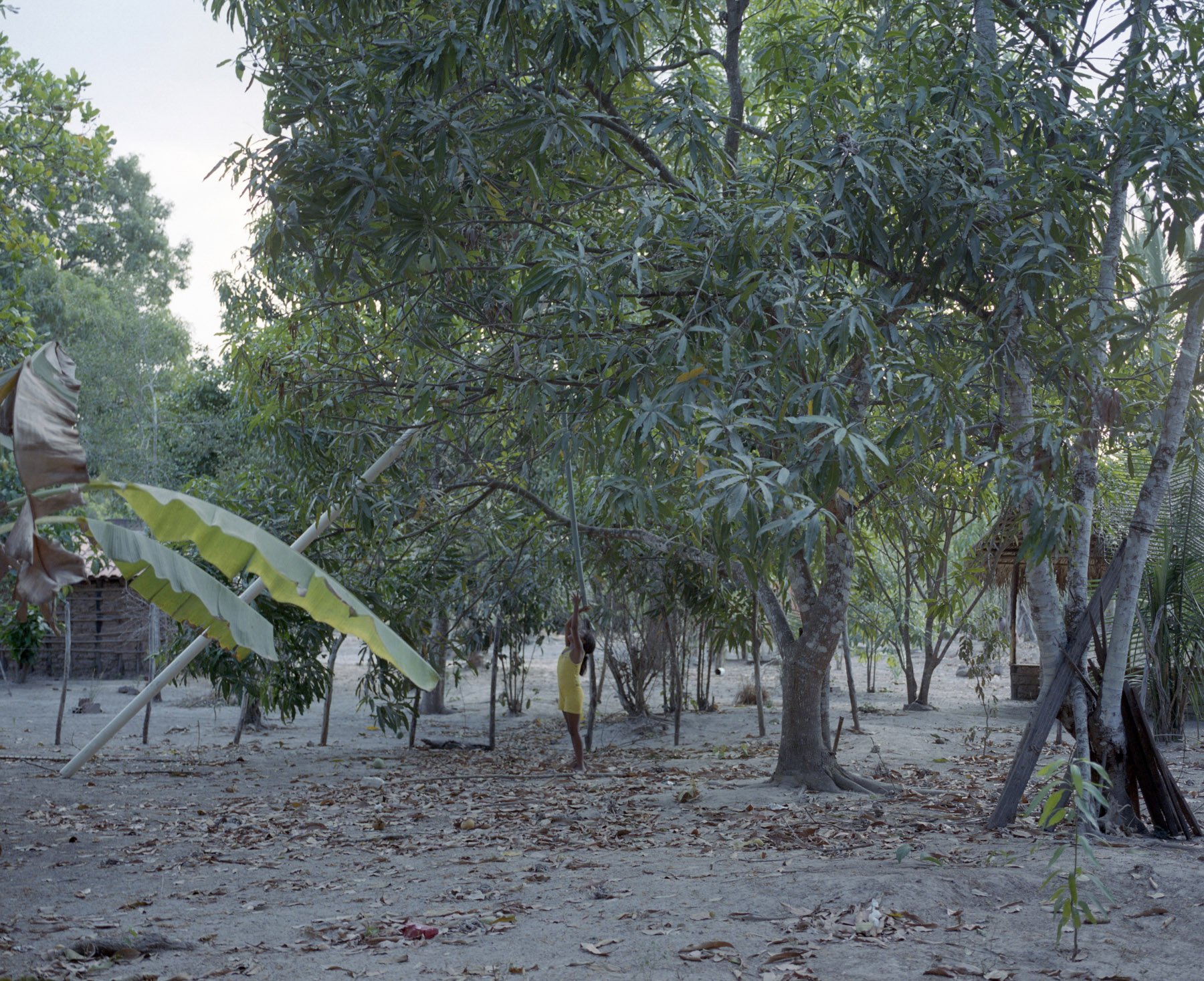  Santa Rosa do Pretos, Maranhão, Brazil, 2017. Bia, a girl from the Quilombo of Santa Rosa dos Pretos is collecting mangos from the yard tree. 