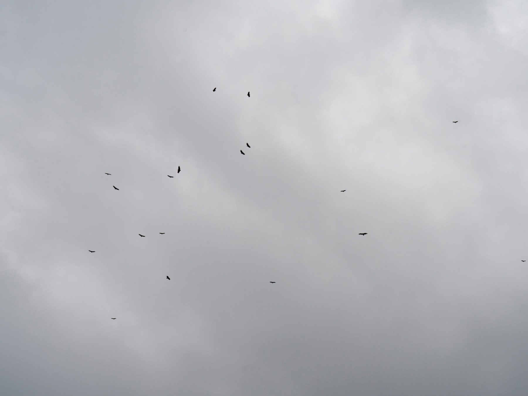  Ilha de Maré, Bahia, 2021. Vultures flying on Ilha da Maré. Most of the part of the Island doesn't have sewers or water system distributing drinking water. 