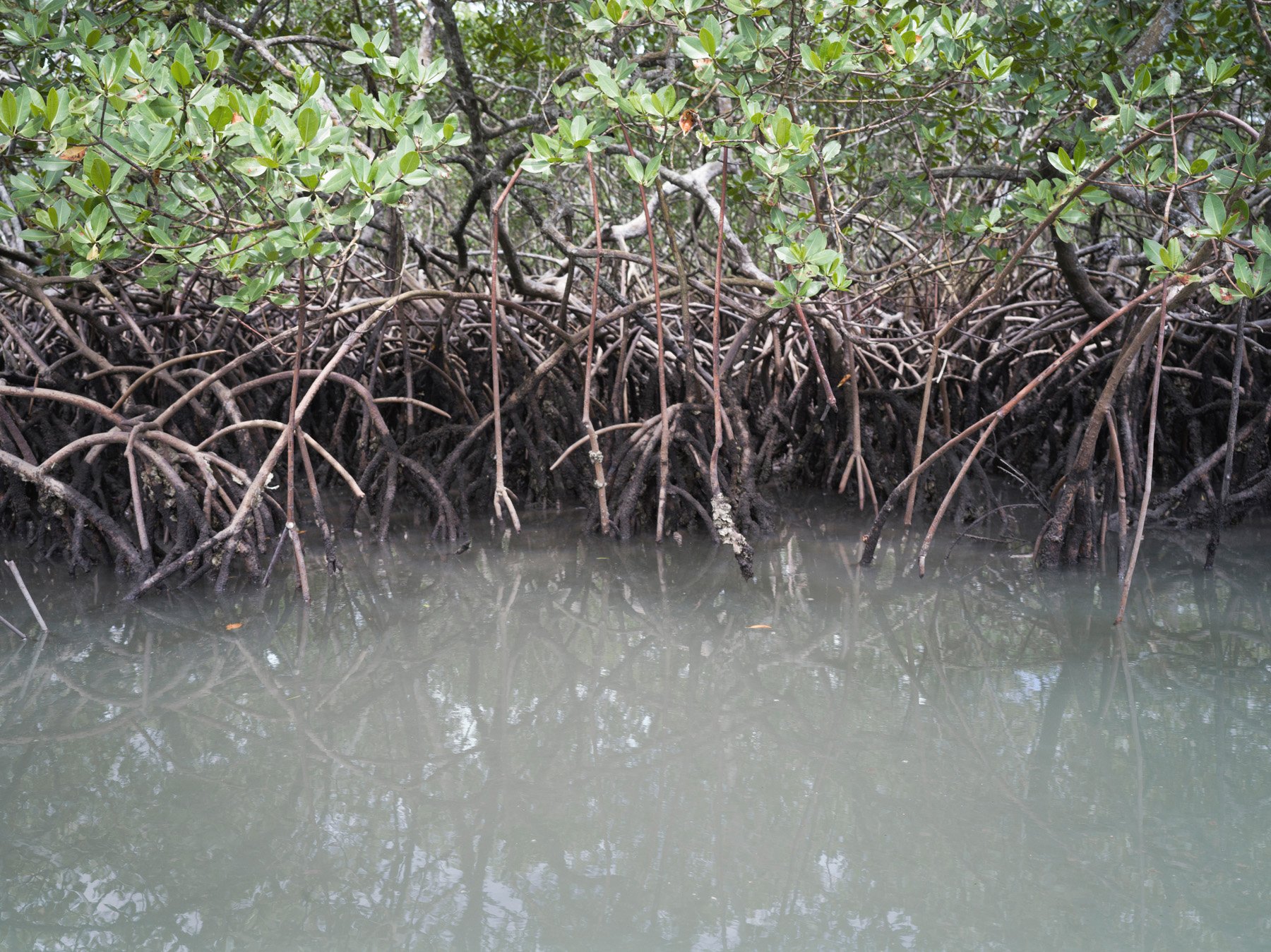  Ilha de Maré, Bahia, 2021. A view of the mangrove field surrounding the island. Mangrove are essential for the economy of the local communities that live of shellfish hunting in this natural habitat. The industrialisation of the area caused a pollut