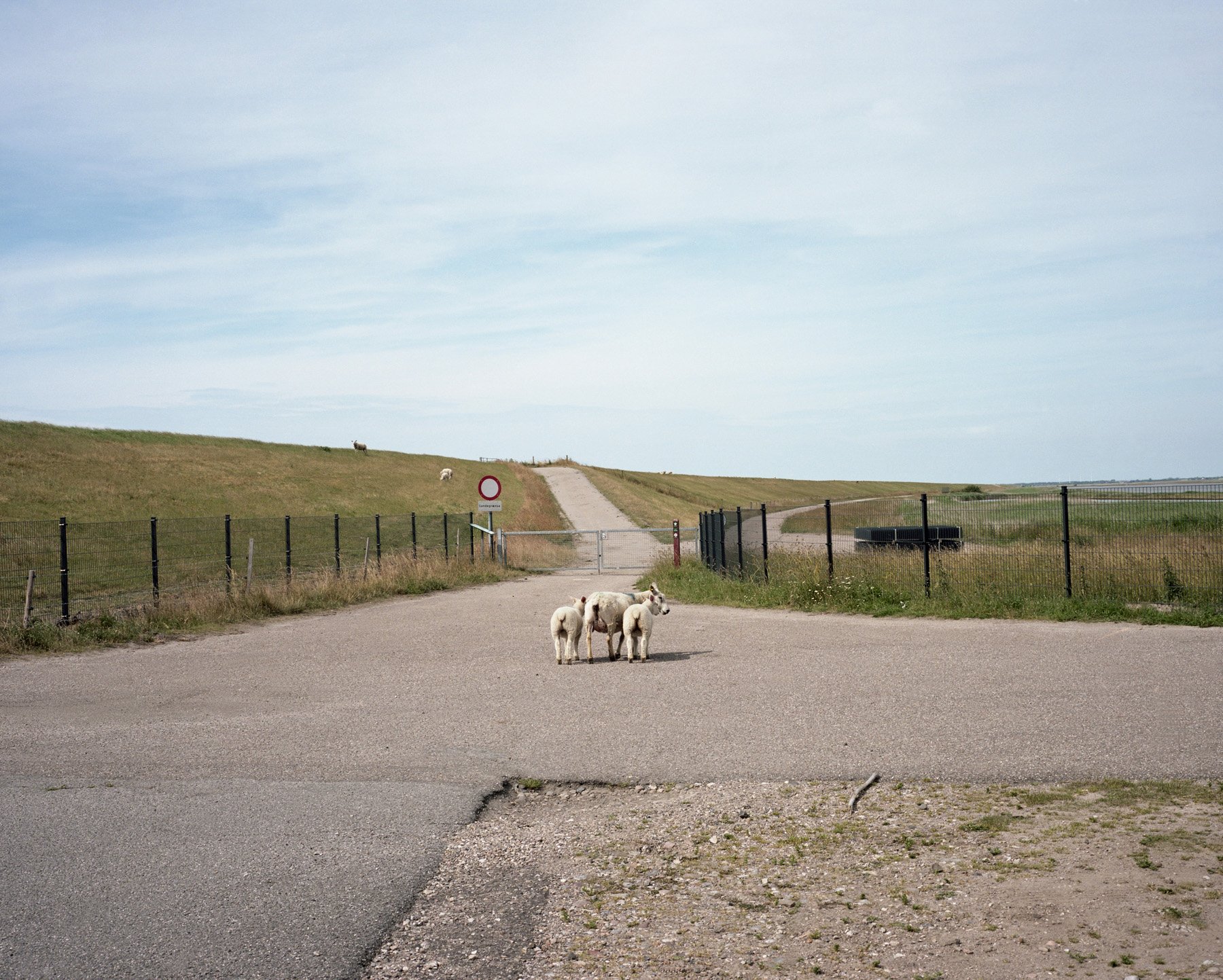  Germany, Rickelbuller Koog. 2019. A view on the border between Germany and Denmark. Dermark built a 70 km fence along its border with Germany to protect its pigs from disease-carrying wild boar coming from Germany. Export in Denmark’s pork industry 