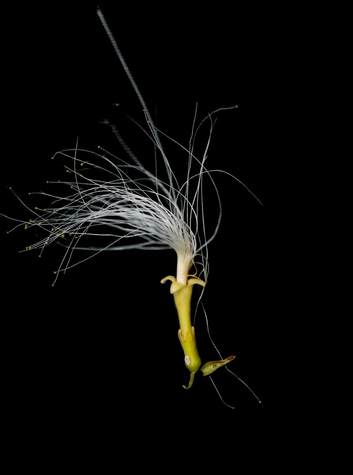  Boa Vista Da Acará, 2023. A Still life images of the Inga (Inga Vera) flower. The Inga tree has the capability of restore the soil fertility after the rainforest burning. 