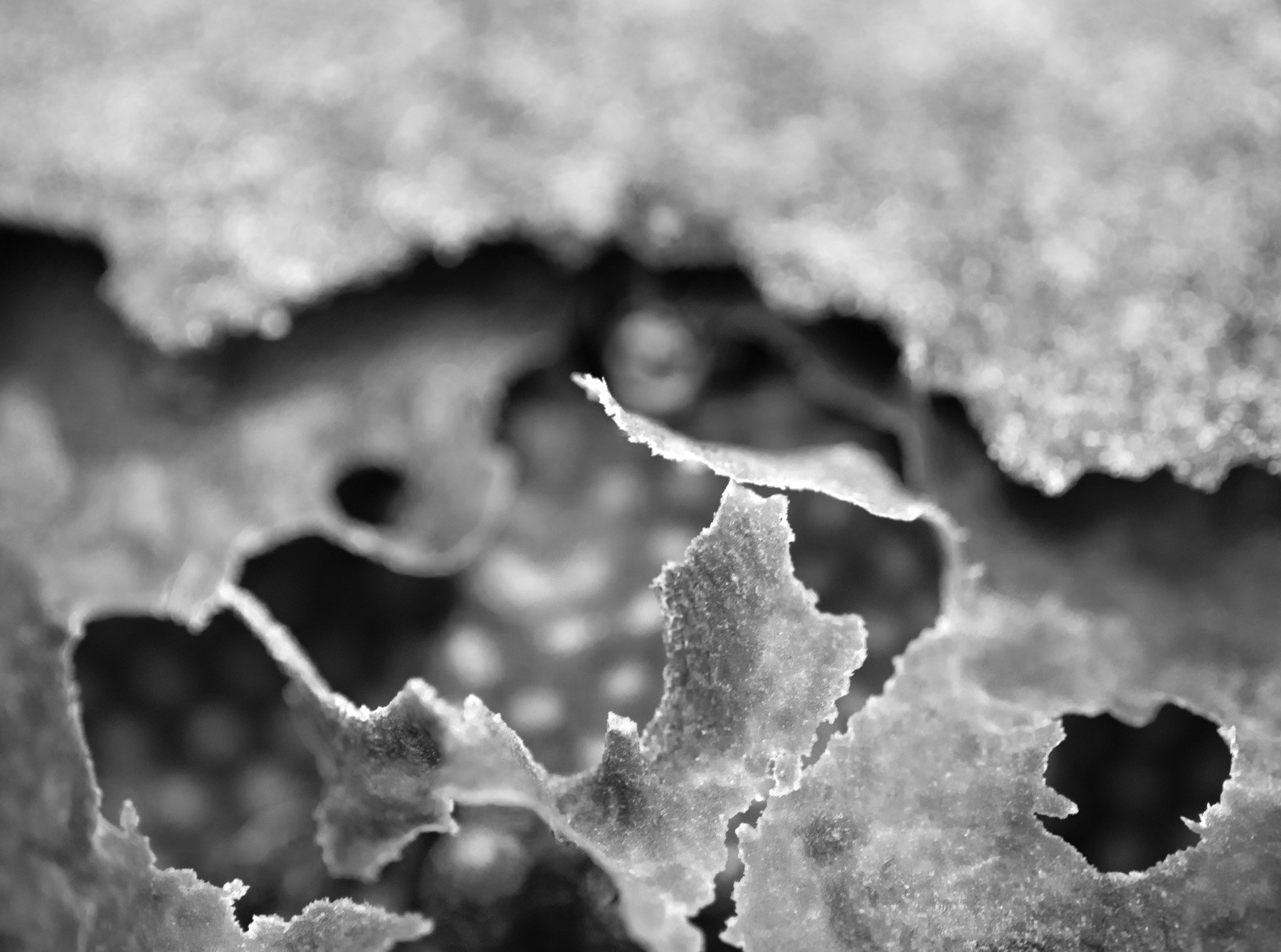  Boa Vista Da Acará, 2023. A macro image of the hive of a colony of stingless bees. in this image the specie is the Uruçu-cinzenta (Melipona fasciculata). 