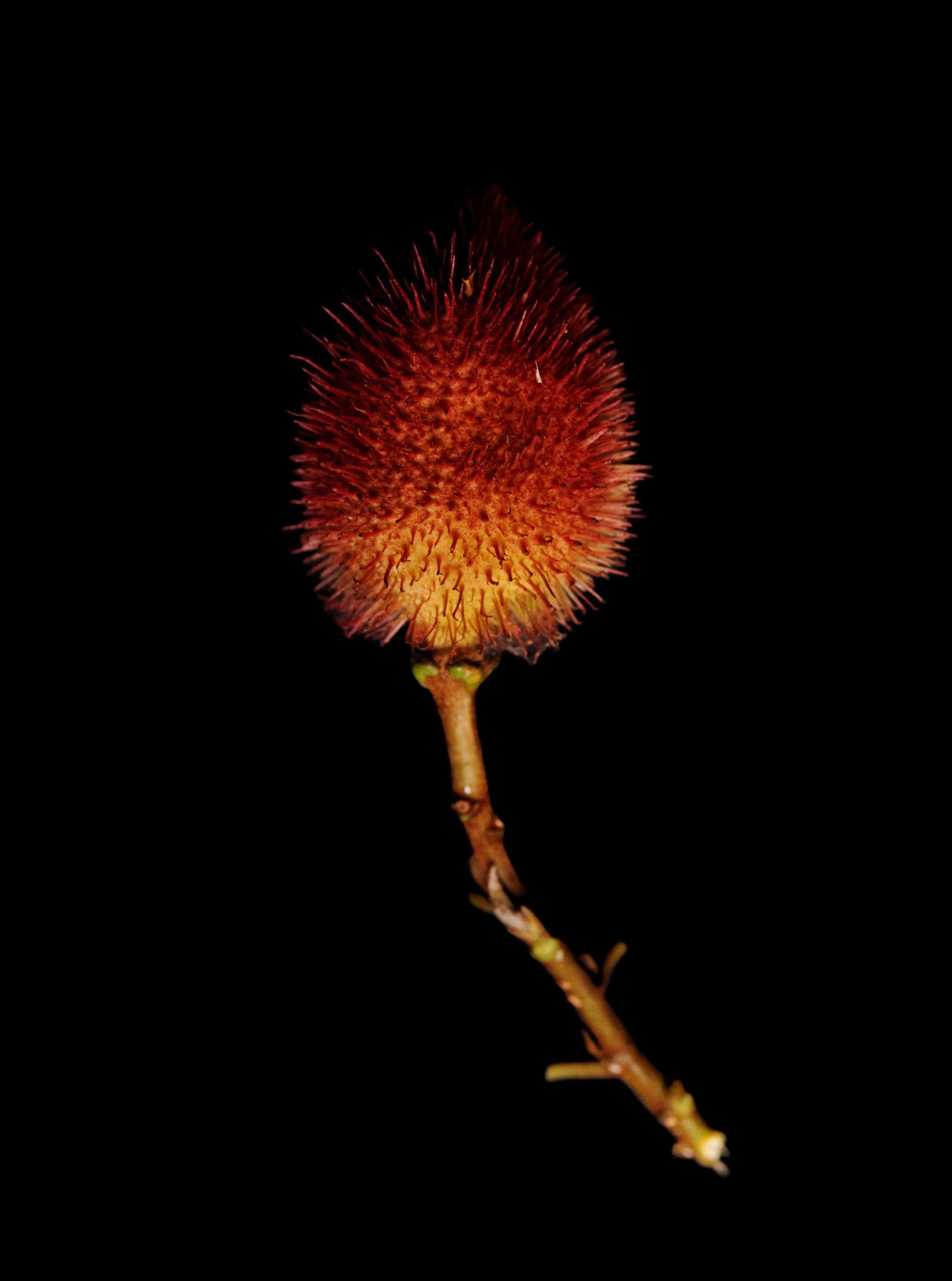  Boa Vista Da Acará, 2023. A Still life images of the Urucu (Bixa Orellana) fruit. The indigenous people use the fruit for culinary, and painting. 