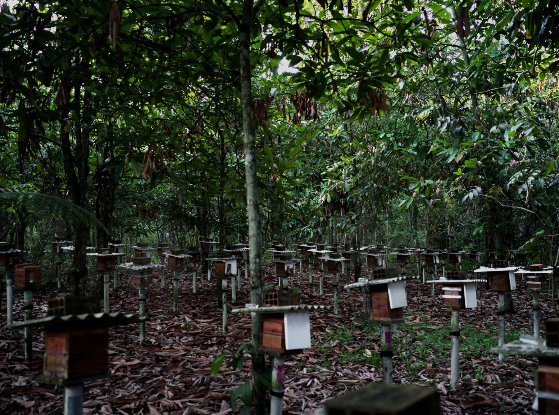 Boa Vista Da Acará, 2023. A view of the NGO meliponary used to duplicate the stingless bees colonies. A reproduction meliponary is foundamental to avaid the capture of wild colonies.Only in this way it is possible to increase the number of stingless