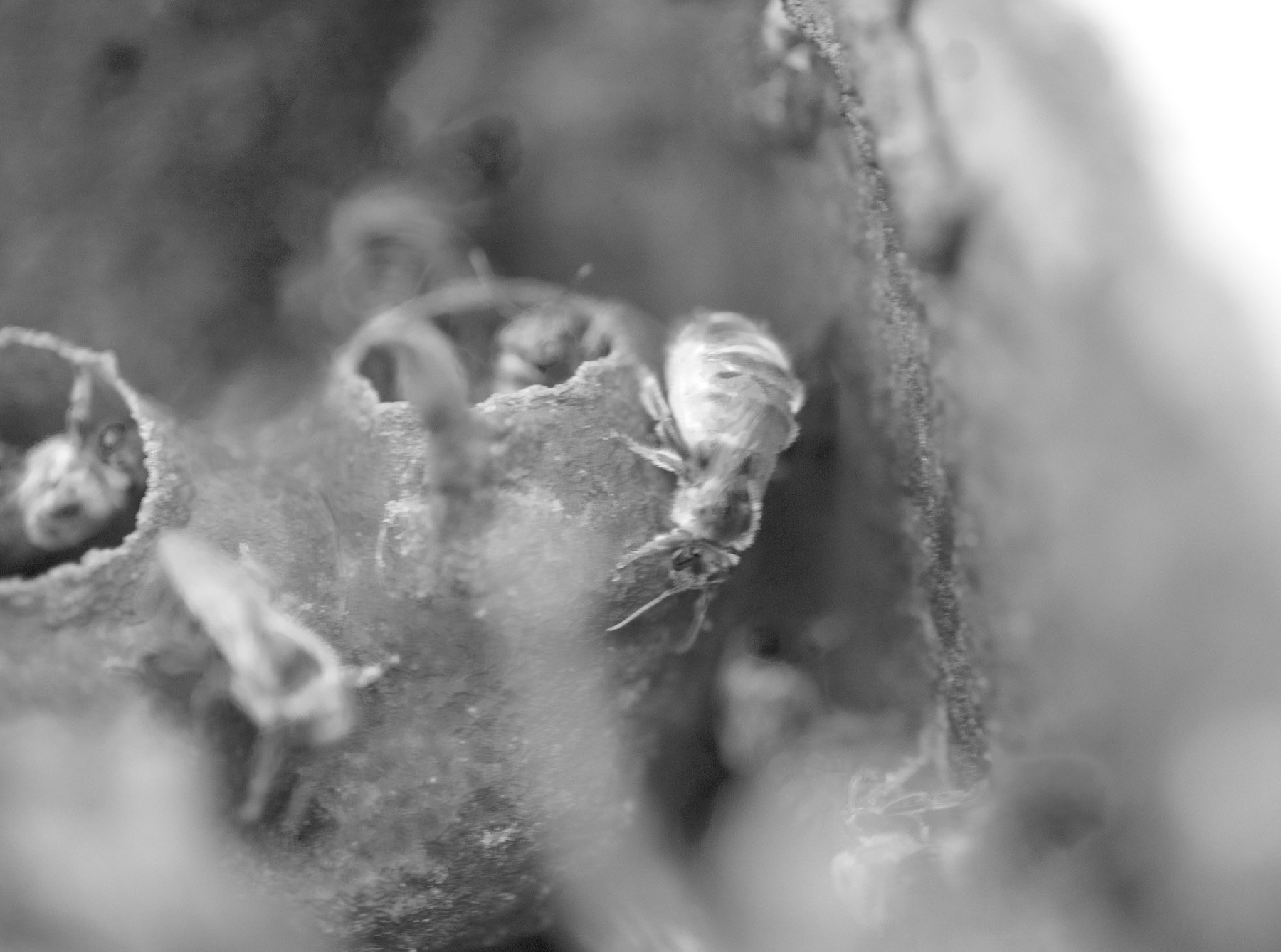  Boa Vista Da Acará, 2023. A macro image of the hive of a colony of stingless bees. in this image the specie is the Uruçu-cinzenta (Melipona fasciculata). 