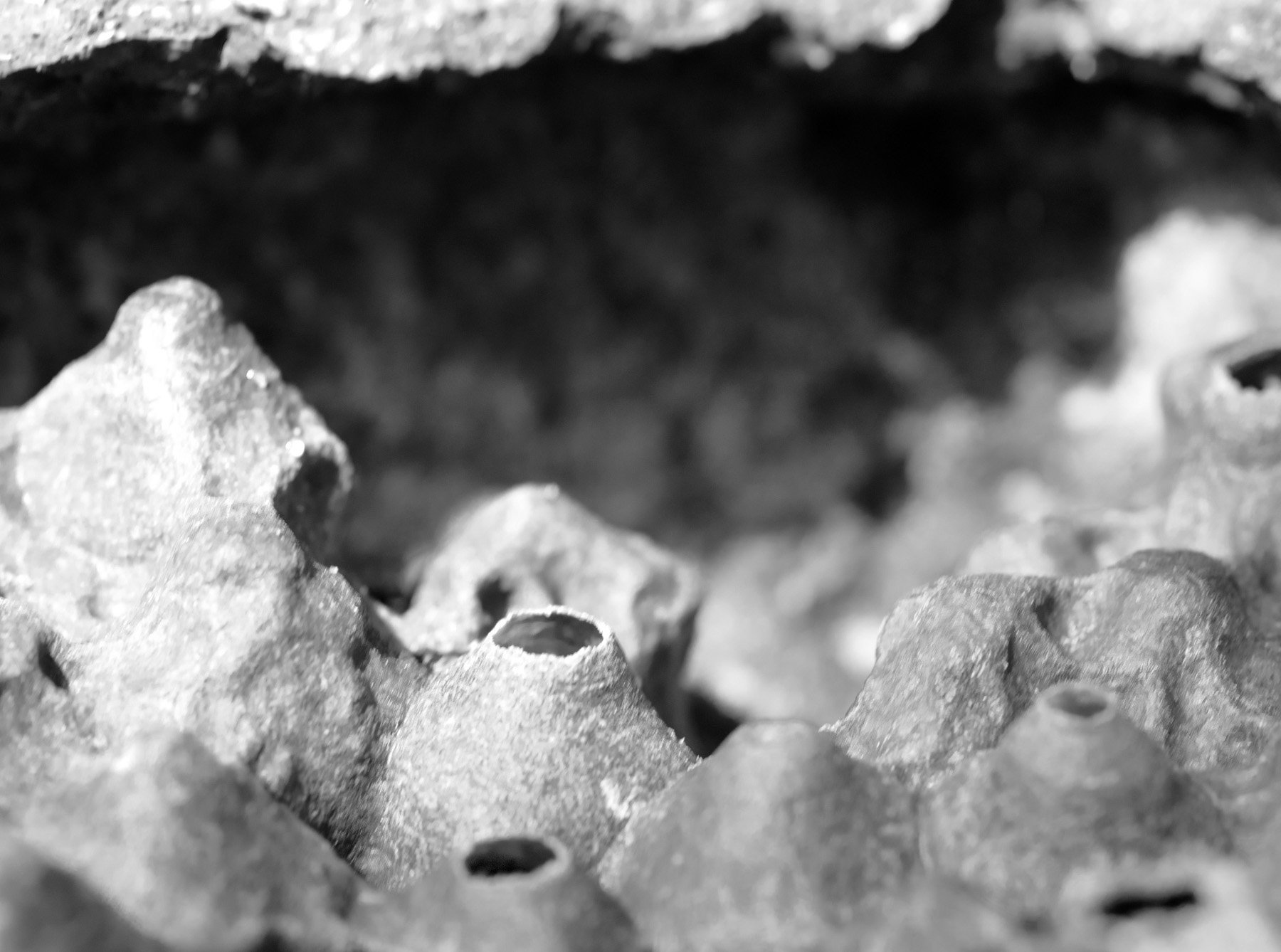  Boa Vista Da Acará, 2023. A macro image of the hive of a colony of stingless bees. in this image the specie is the Uruçu-cinzenta (Melipona fasciculata). 