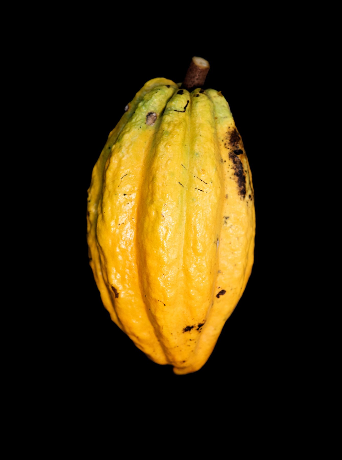 Boa Vista Da Acará, 2023. A Still life images of the Cacau (Theobroma cacao) fruit. 