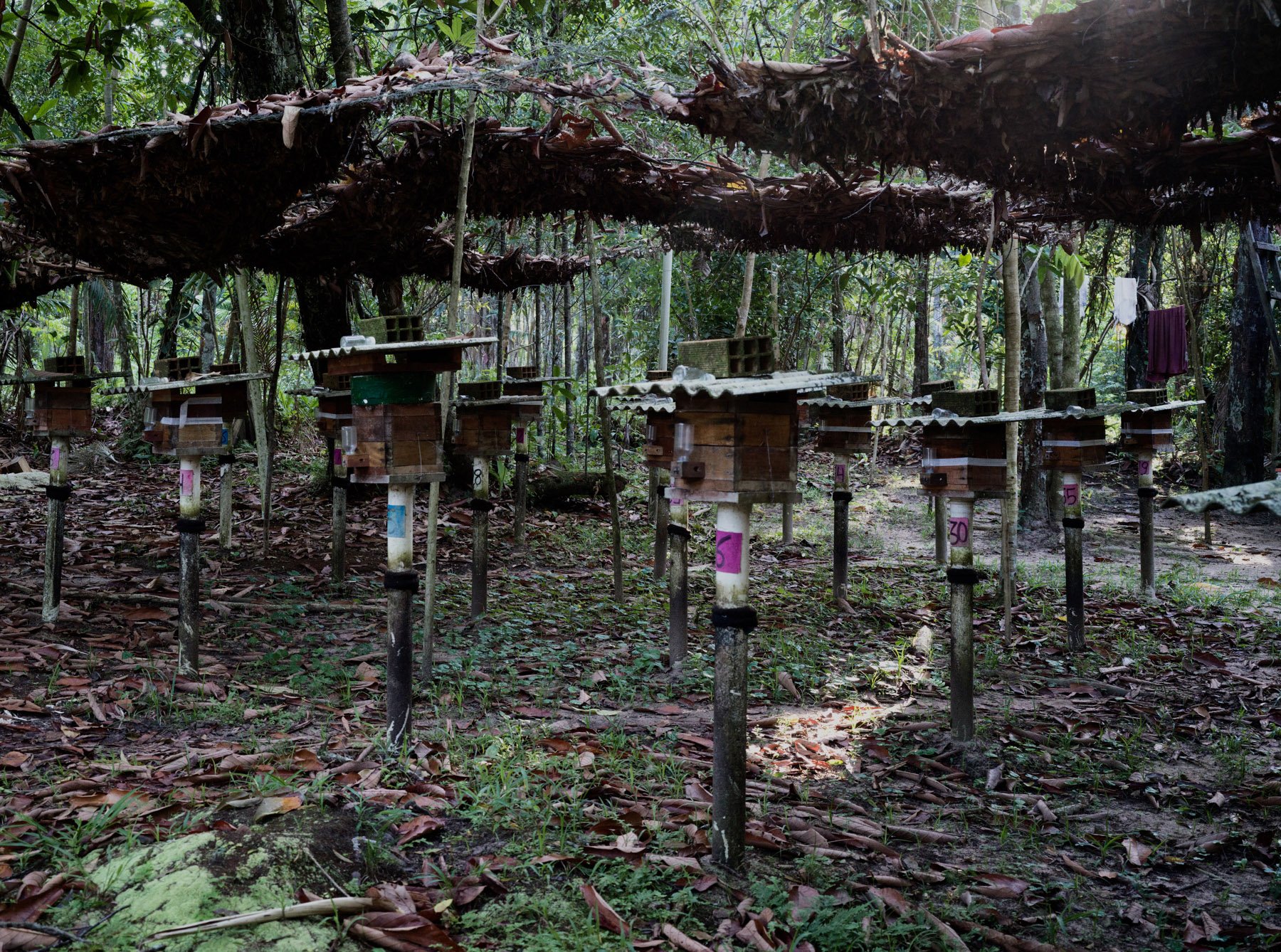  Boa Vista Da Acará, 2023. A view of the NGO meliponary used to duplicate the stingless bees colonies. A reproduction meliponary is foundamental to avaid the capture of wild colonies.Only in this way it is possible to increase the number of stingless