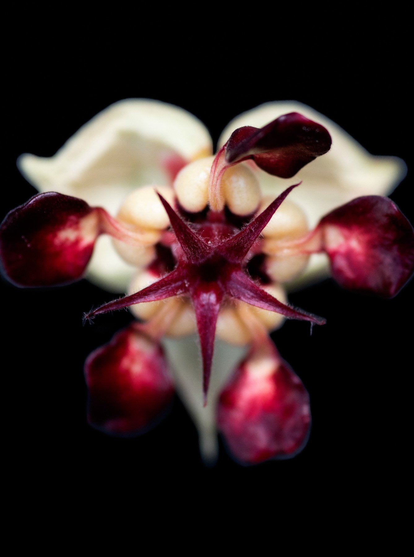  Boa Vista Da Acará, 2023. A Still life images of the Cupuaçu (Theobroma grandiflorum) flower. 