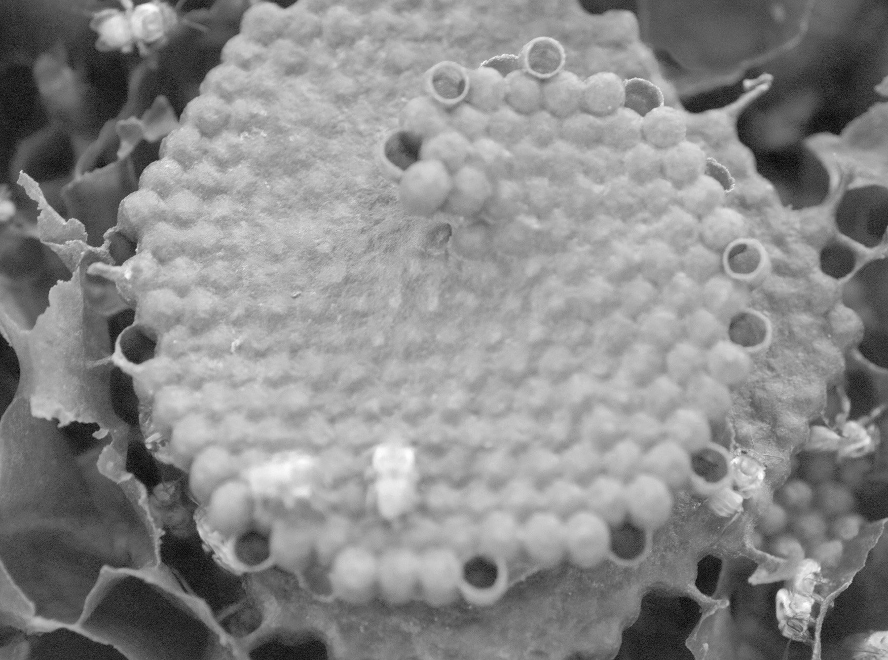  Boa Vista Da Acará, 2023. A macro image of the hive of a colony of stingless bees. in this image the specie is the Uruçu-cinzenta (Melipona fasciculata). 