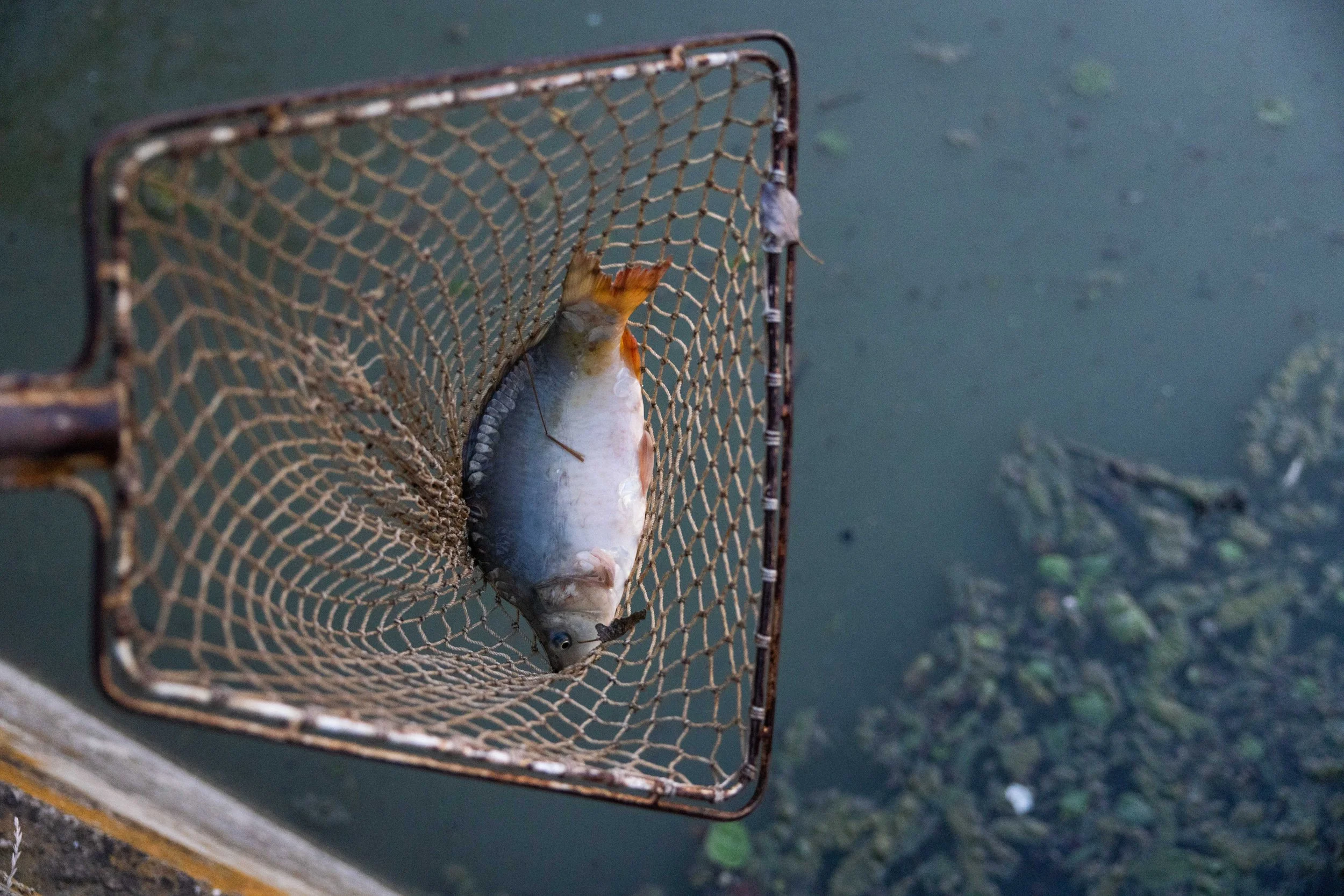 Documenting the Amazon of Europe, with support of the Journalism Fund | Mélanie Wenger, Matjaž Tančič