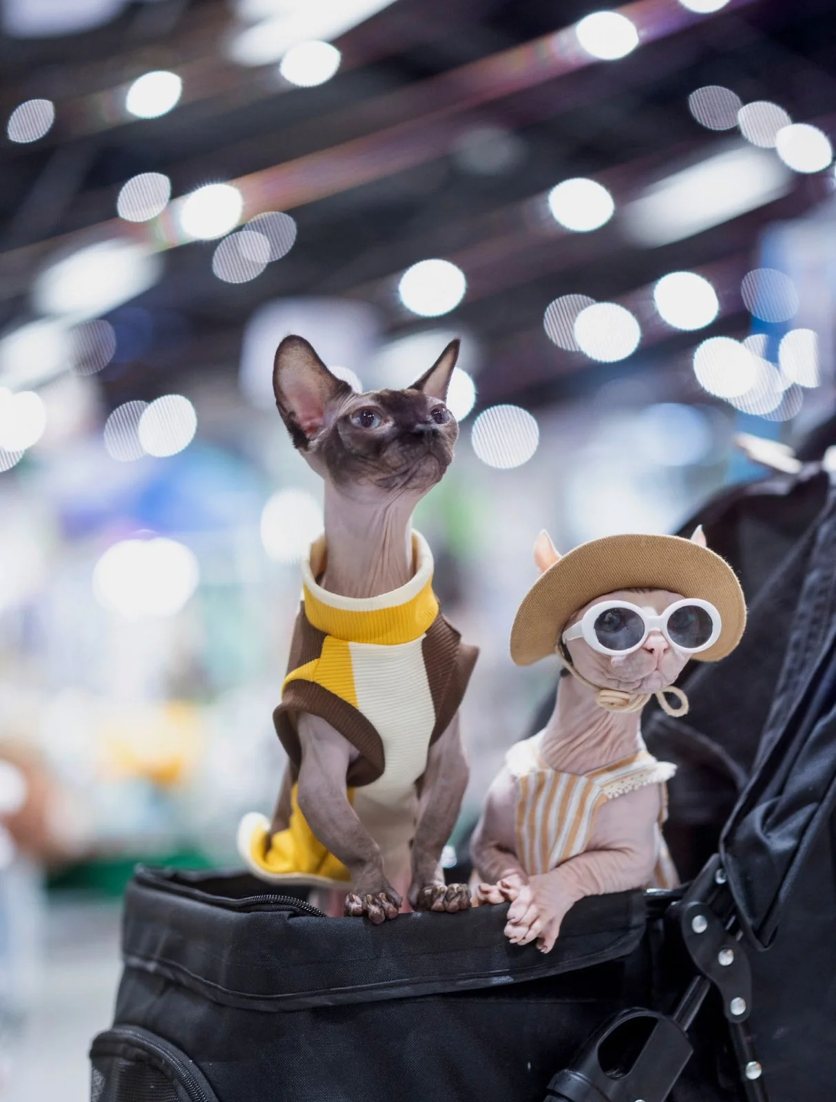 Chinese pet parents feature story in T - Le magazine du Temps, France | Matjaž Tančič