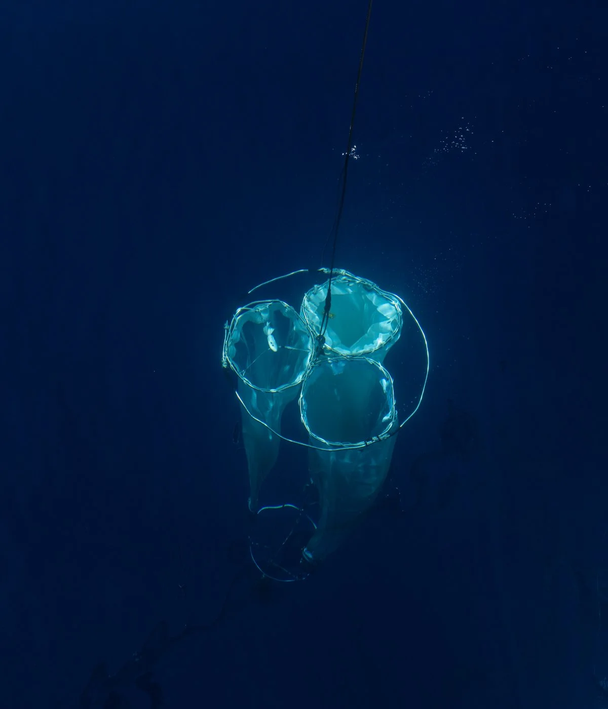 Juliette Pavy