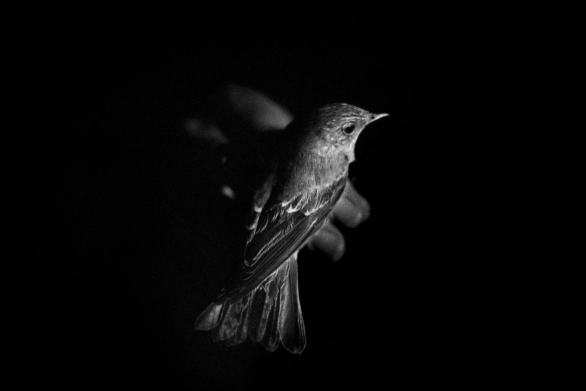 Natural touch (3).jpg