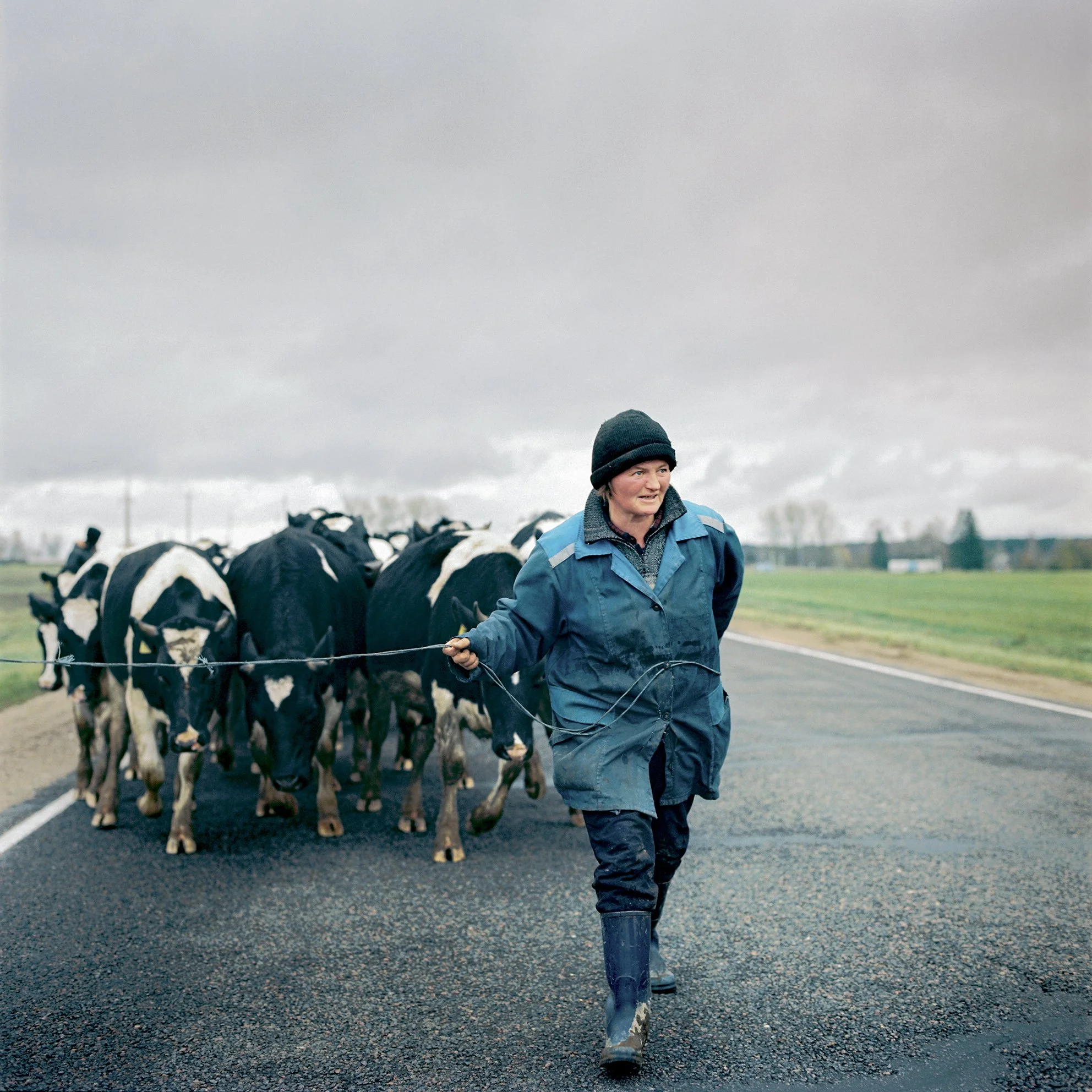  Herding the kolkhoz cattle (state-controlled collective farm) in Kosava. (established 1928) 