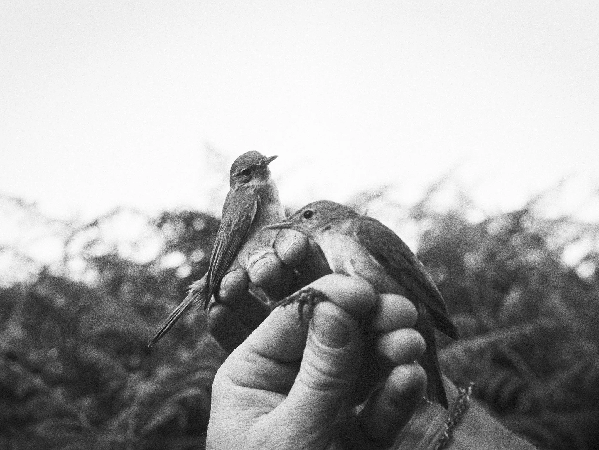natural touch ©Jef Bonifacino/ Inland