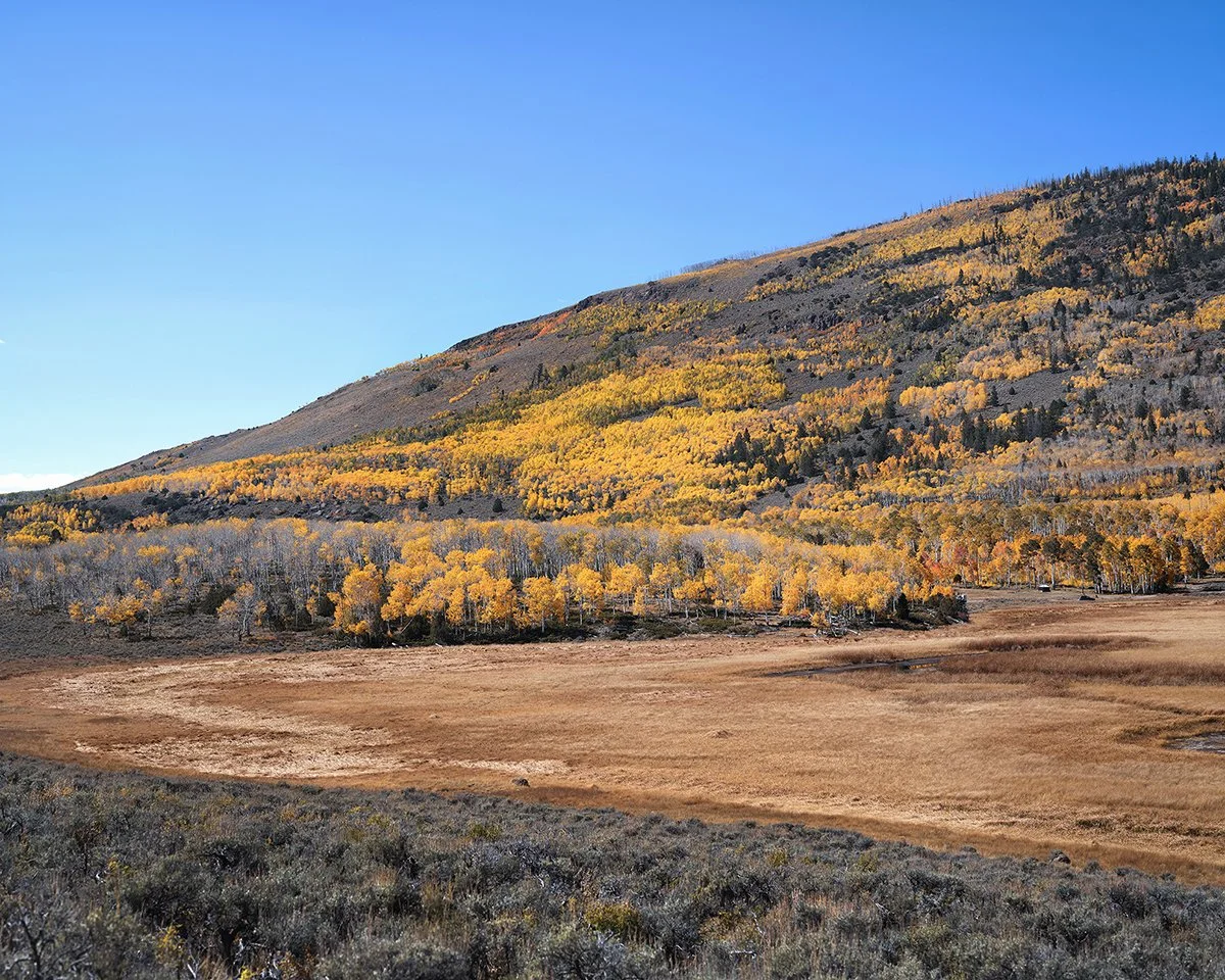 pando (1).jpg