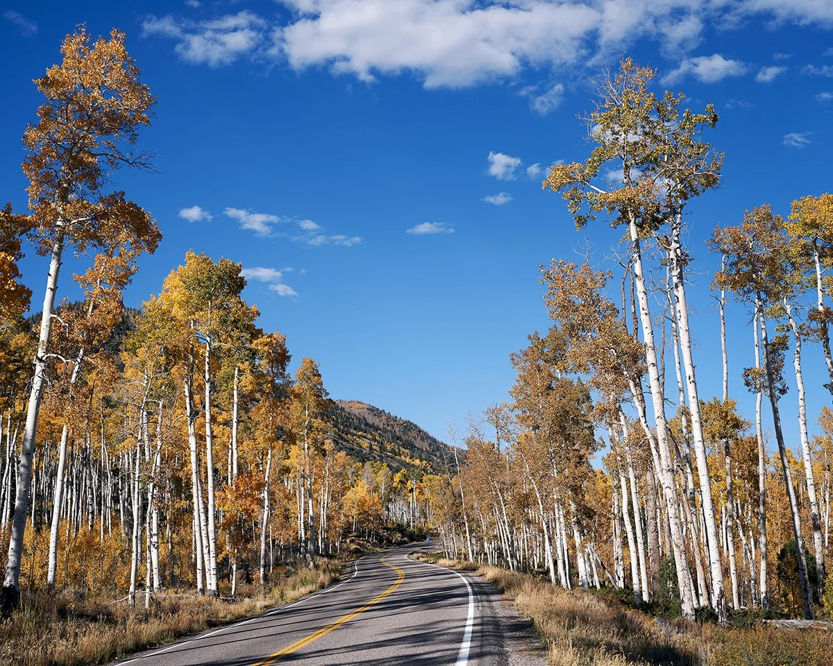 pando (4).jpg
