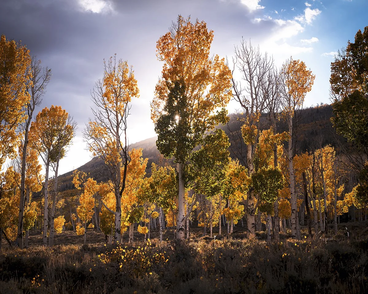 pando (5).jpg