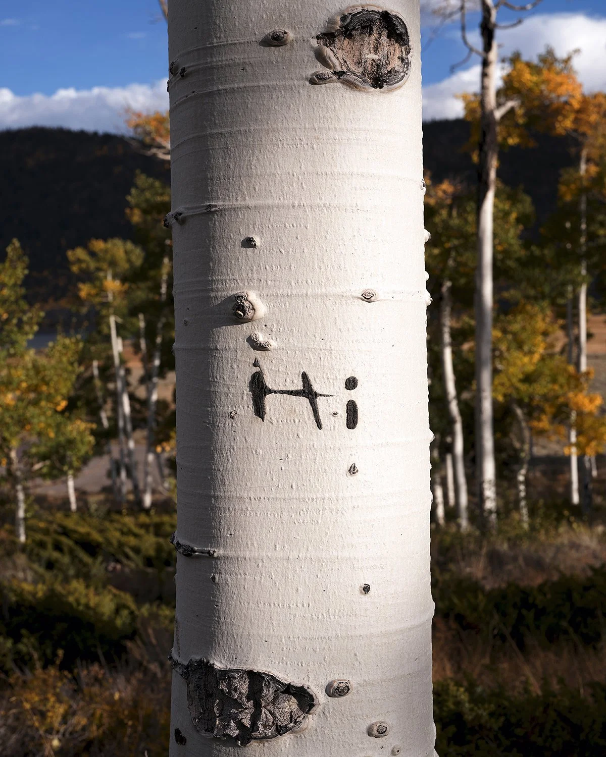 pando (6).jpg