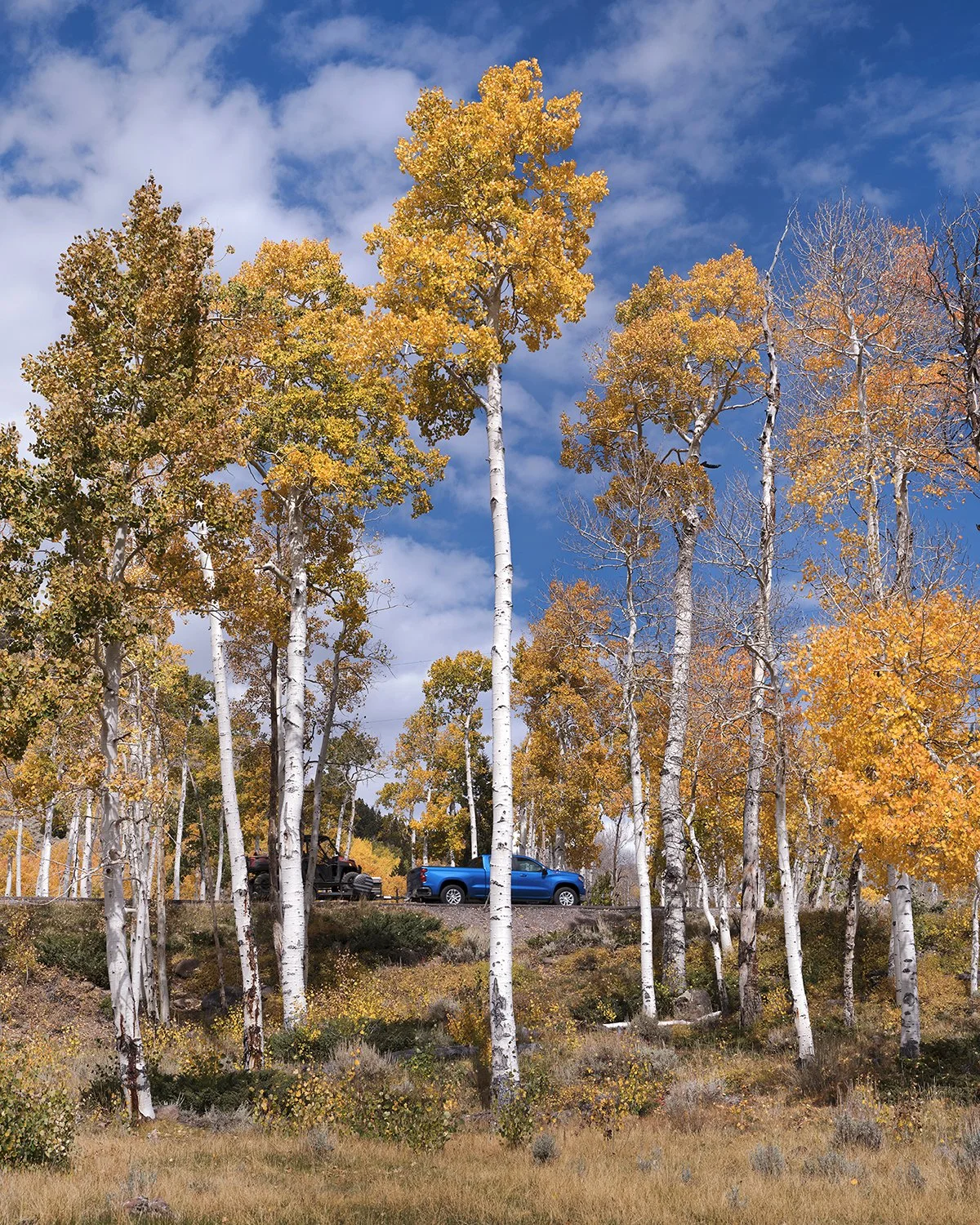 pando (7).jpg