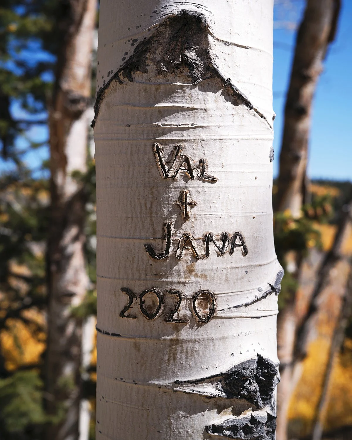 pando (13).jpg