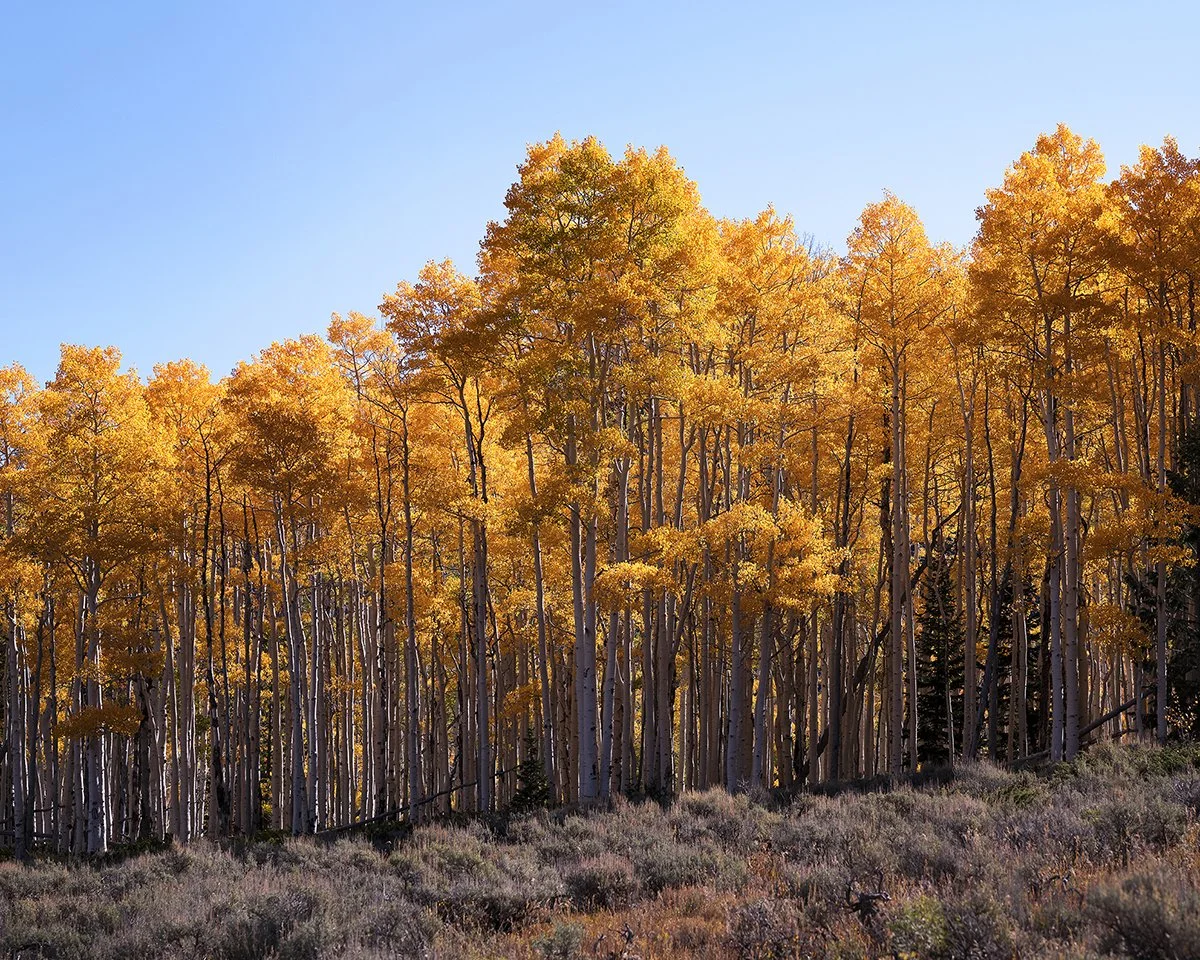 pando (14).jpg