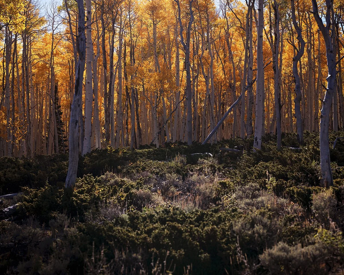pando (15).jpg