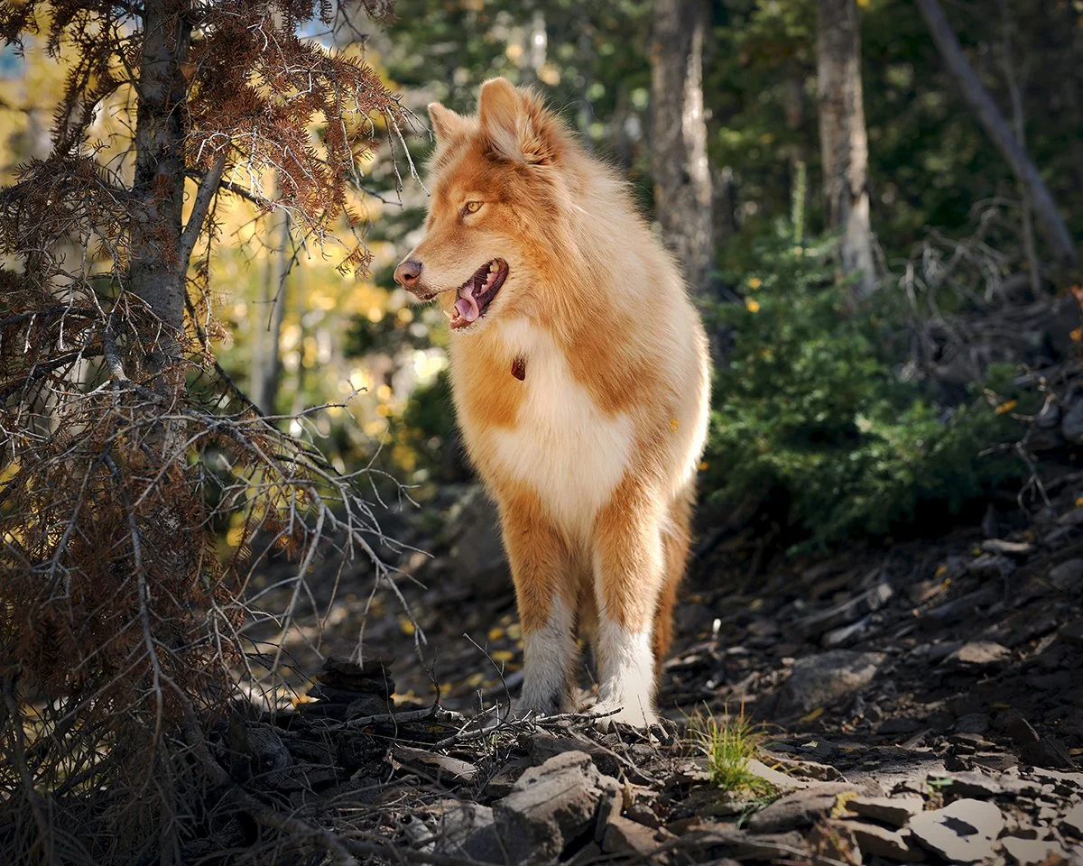pando (16).jpg