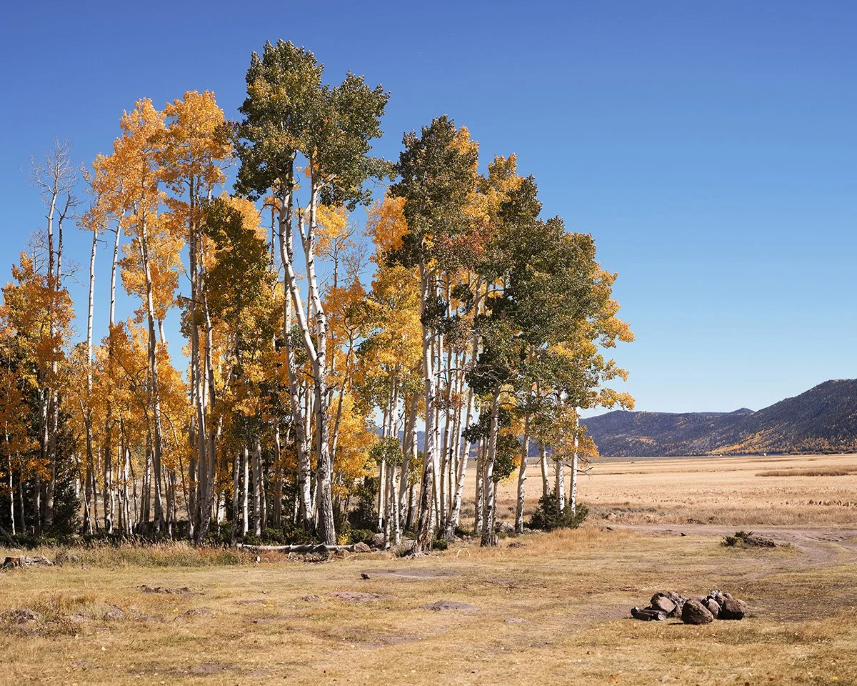 pando (22).jpg