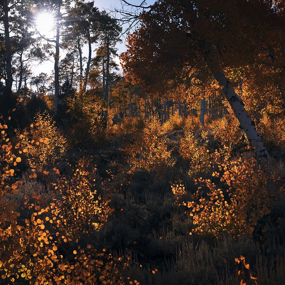 PANDO